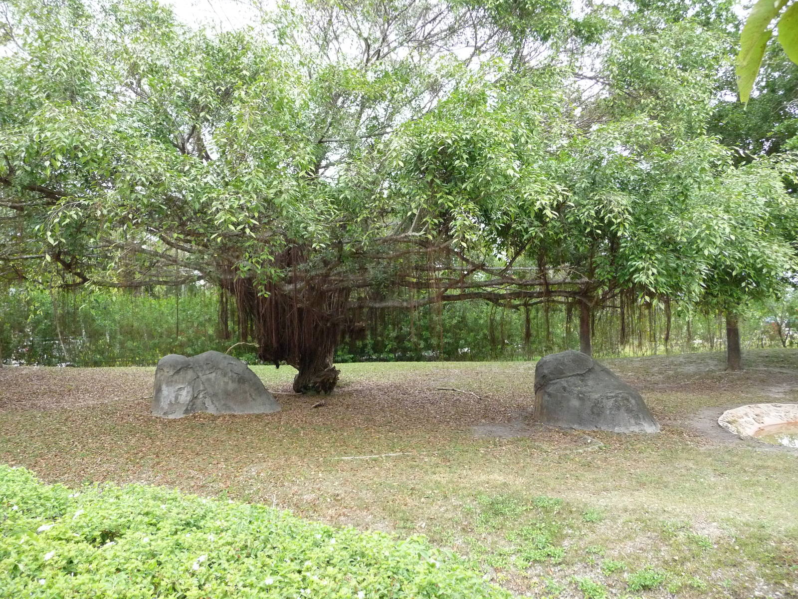 Malayan Tapir Exhibit
