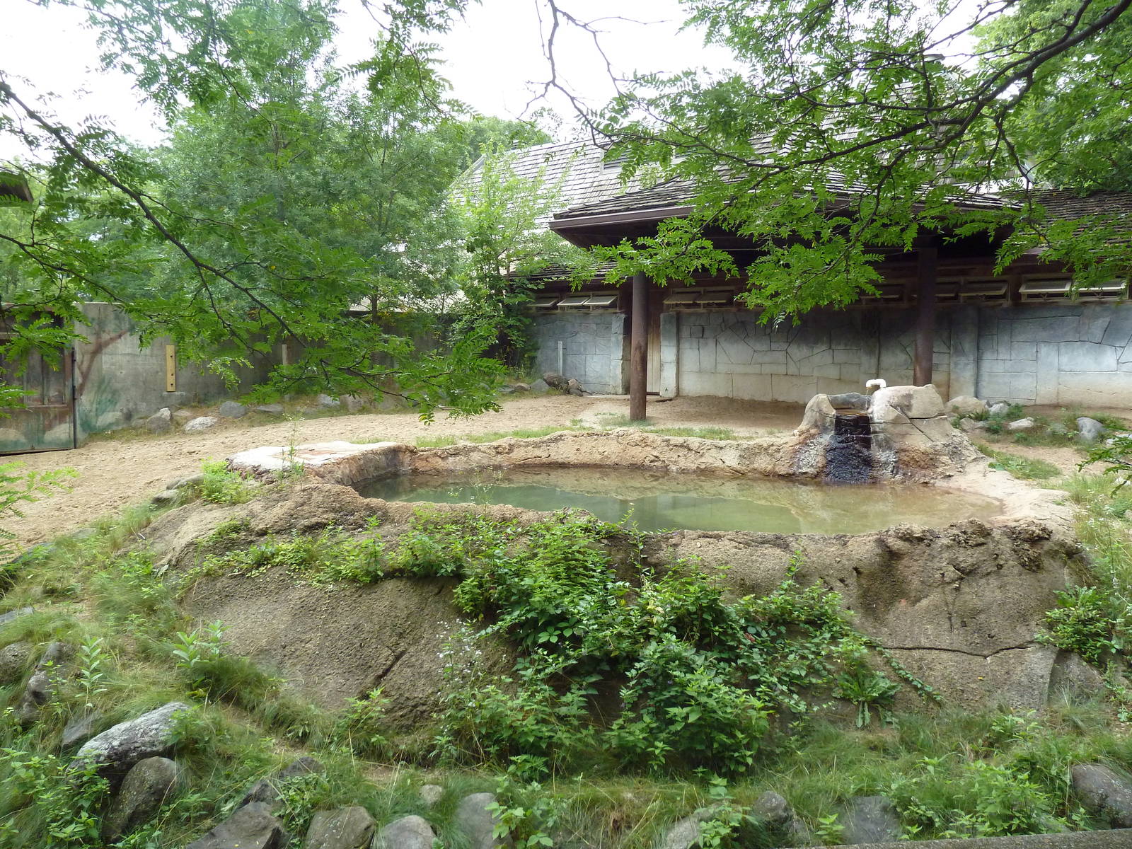 Malayan Tapir Exhibit