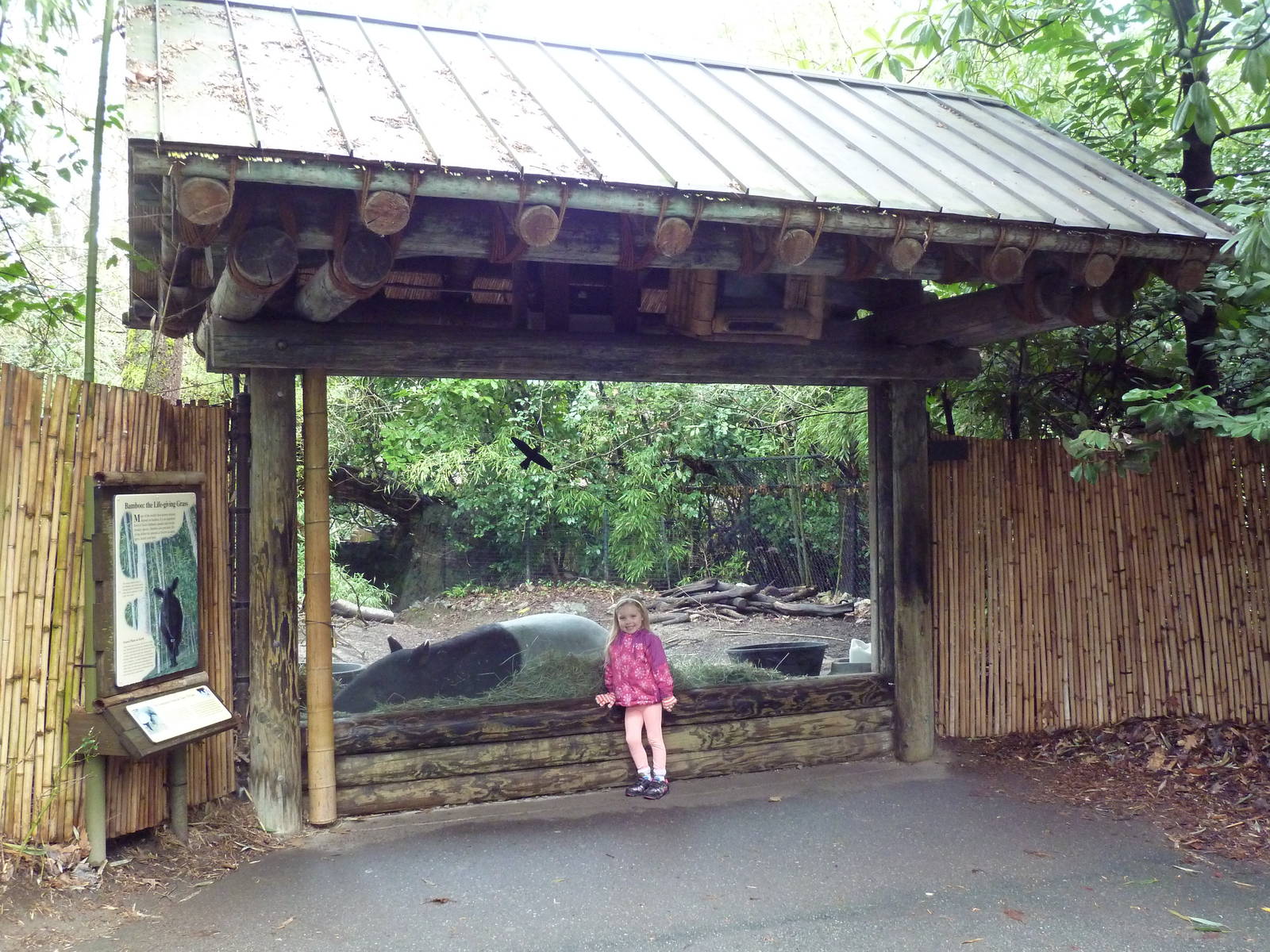 Malayan Tapir Exhibit