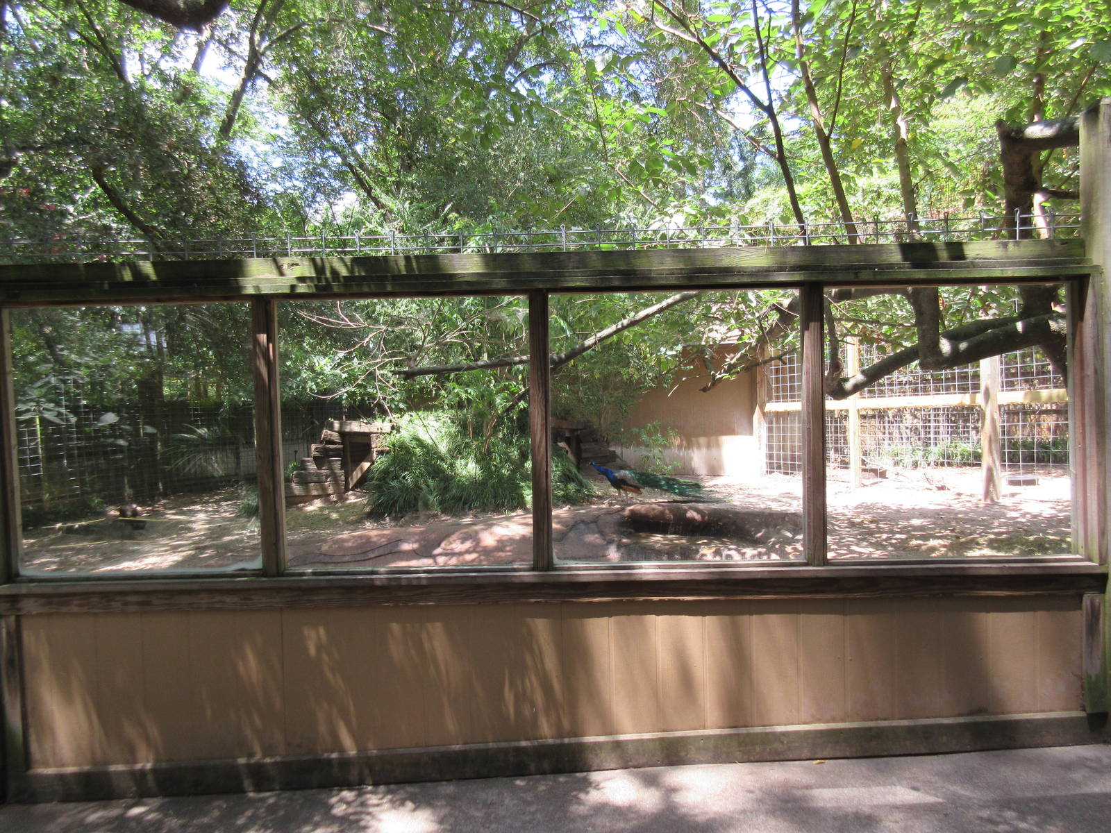 Malayan Tapir Exhibit
