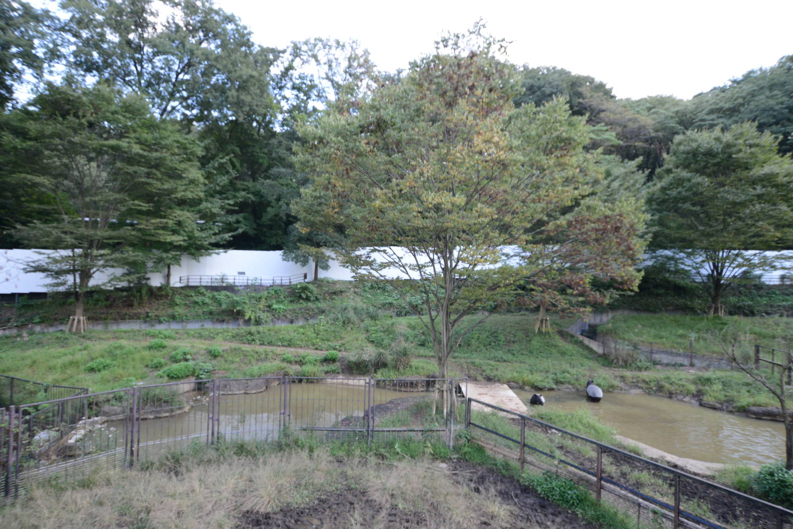 Malayan tapir exhibit