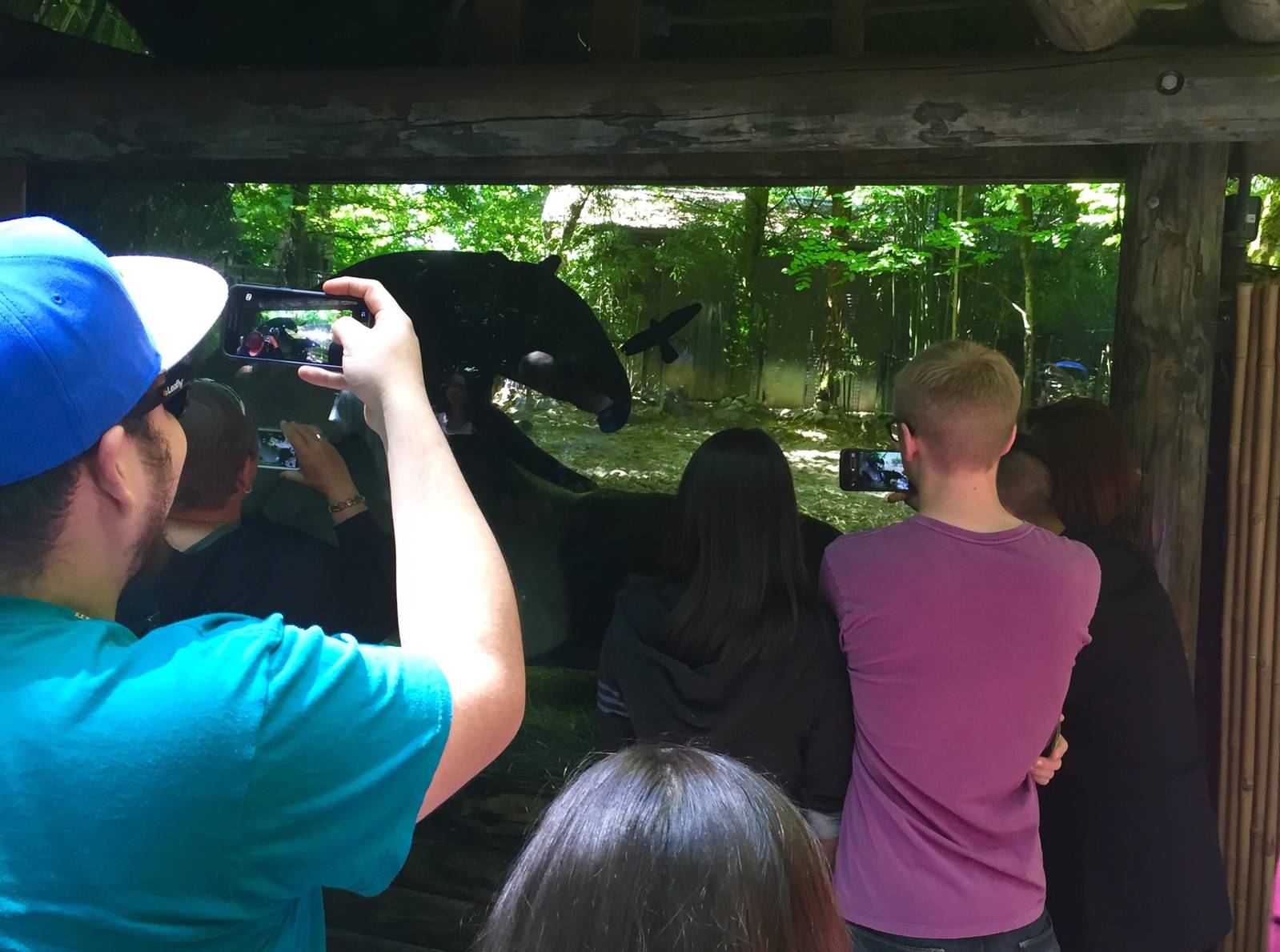 Malayan Tapir Exhibit