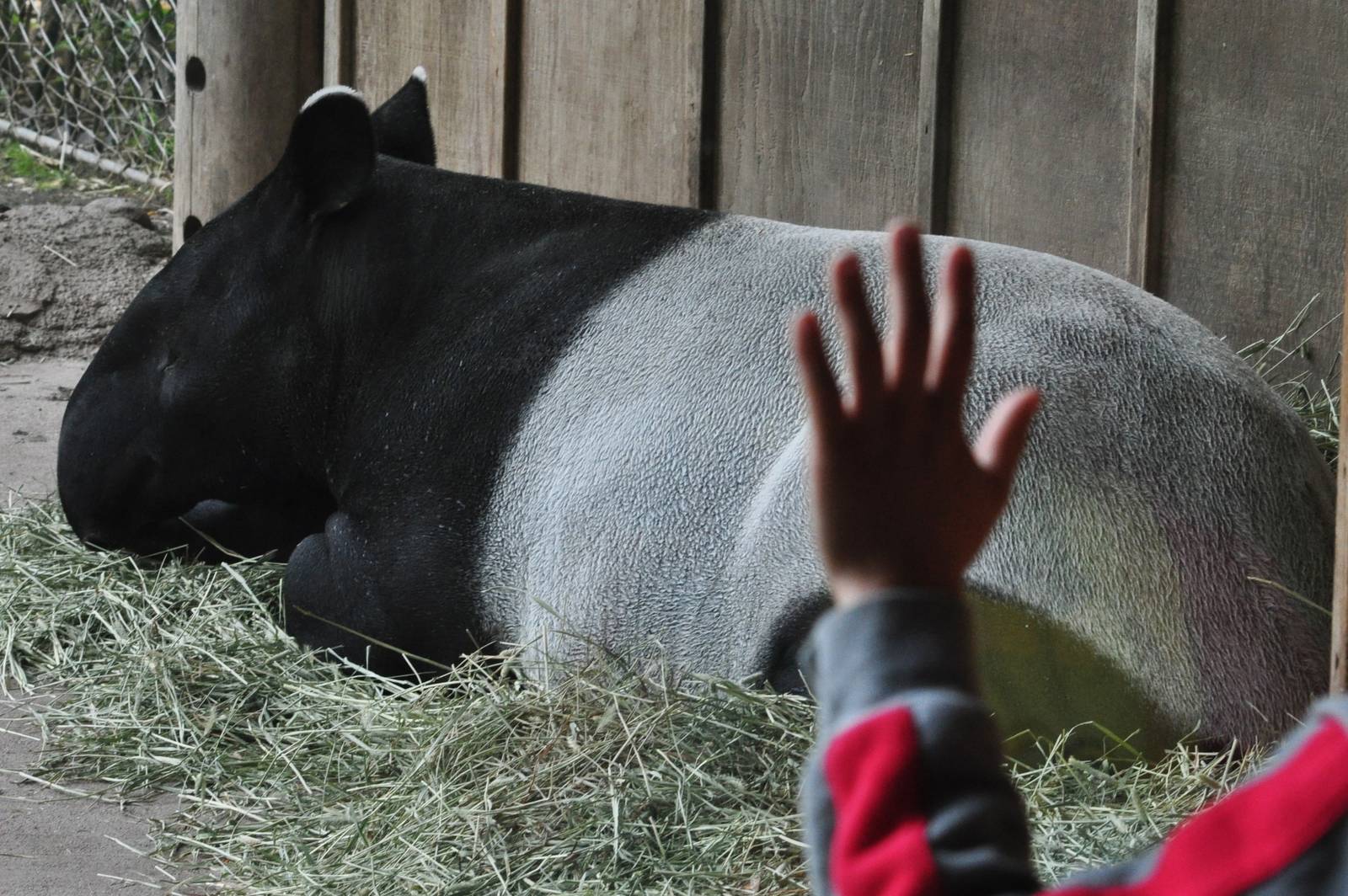 Malayan Tapir Exhibit