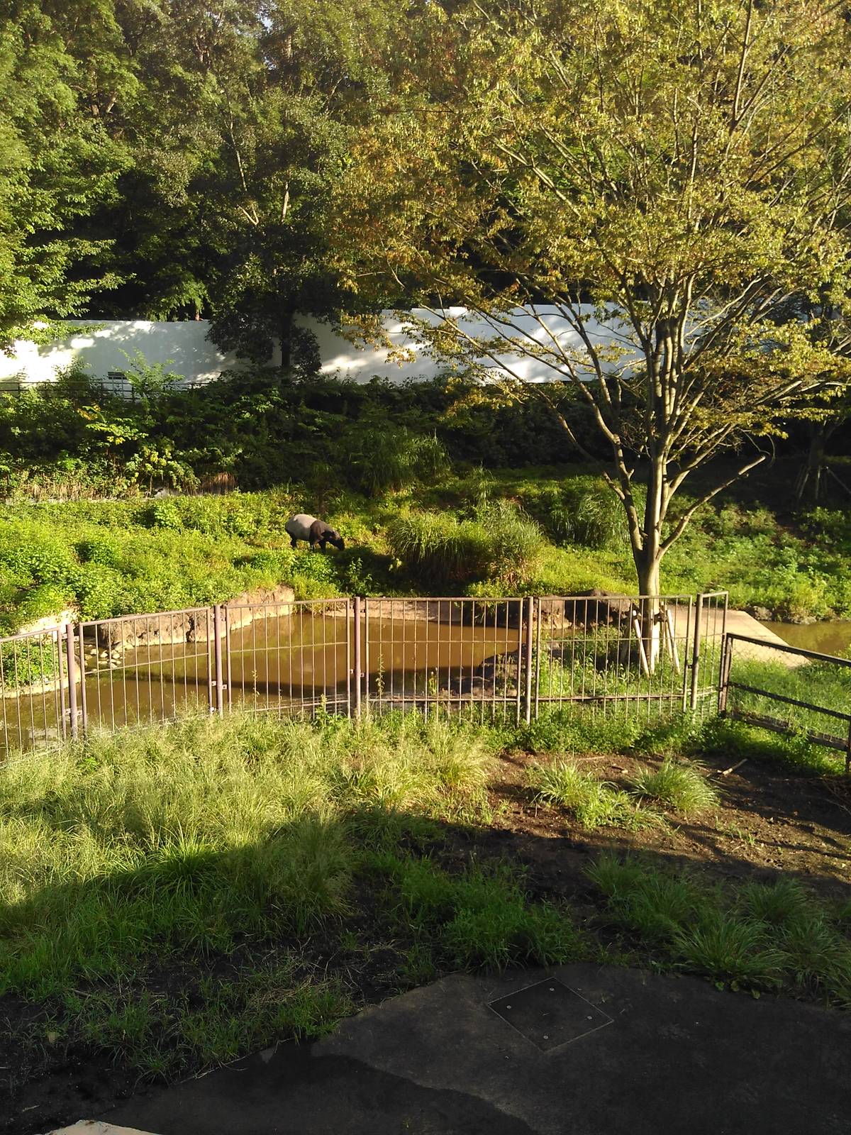 Malayan tapir exhibit
