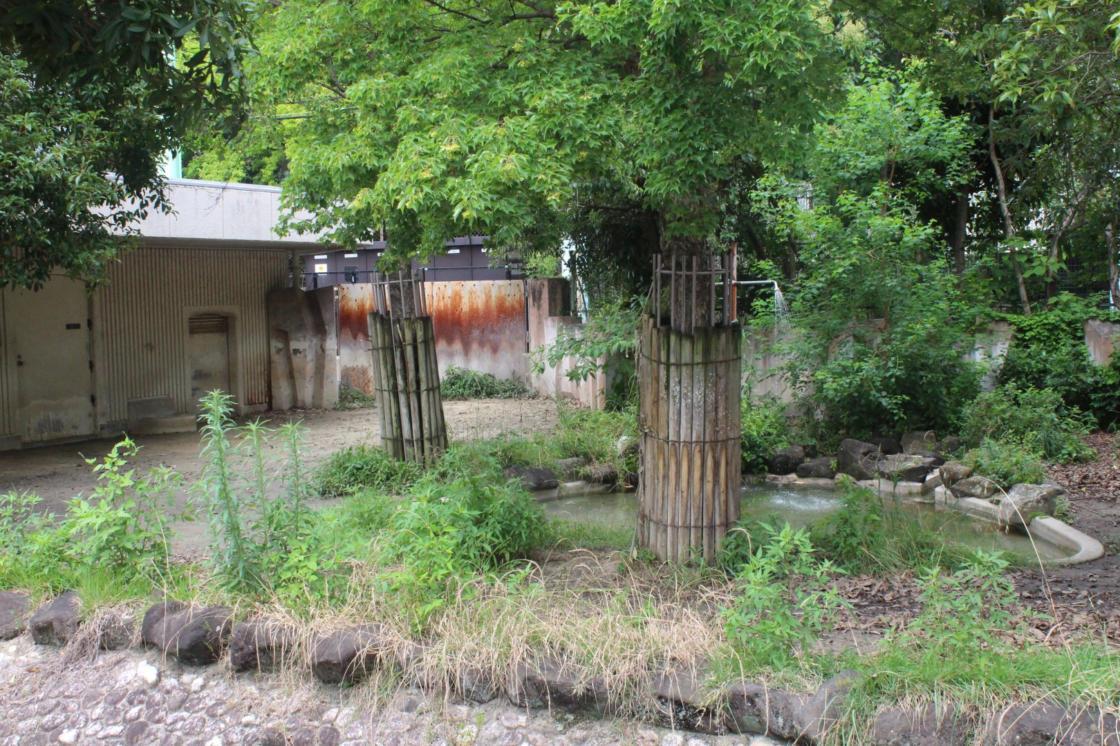Malayan tapir exhibit
