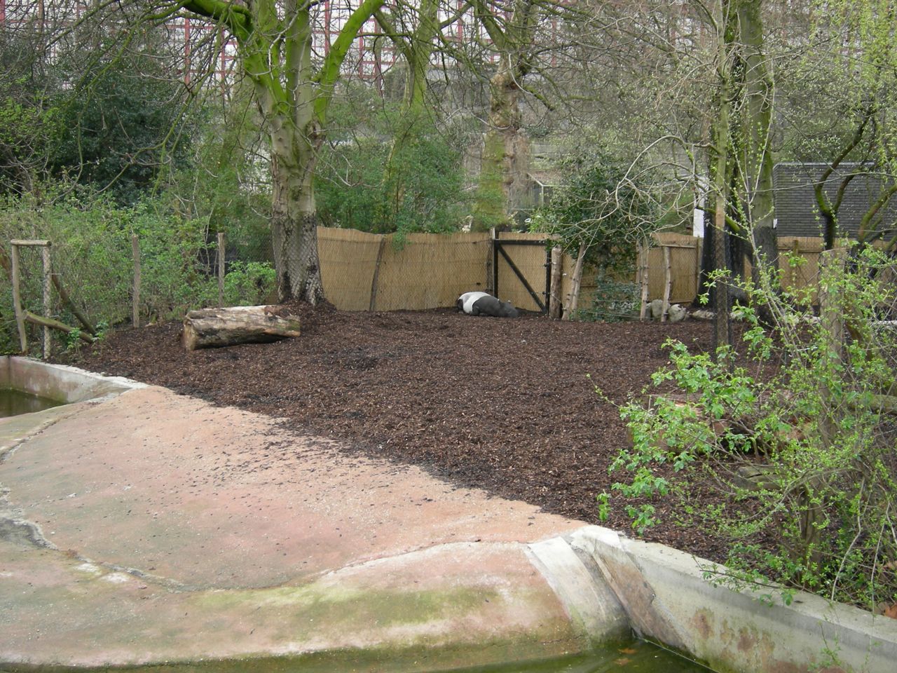 Malayan tapir exhibit