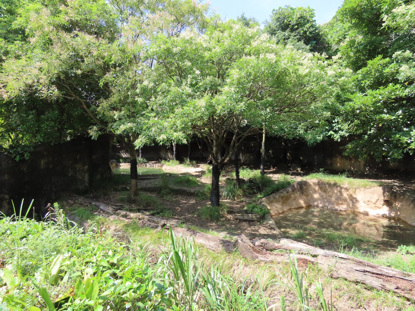 Malayan tapir exhibit