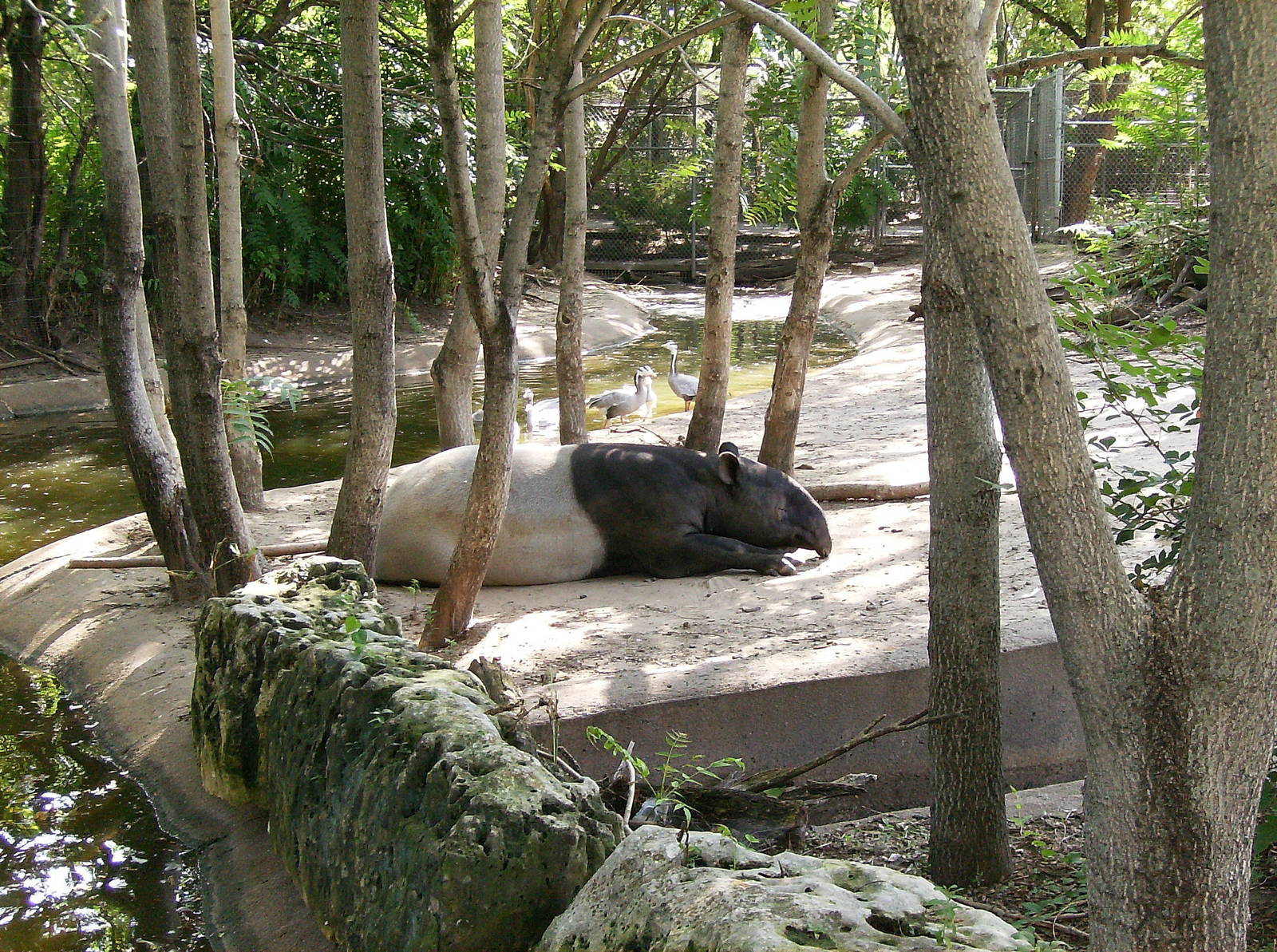 Malayan Tapir exhibit
