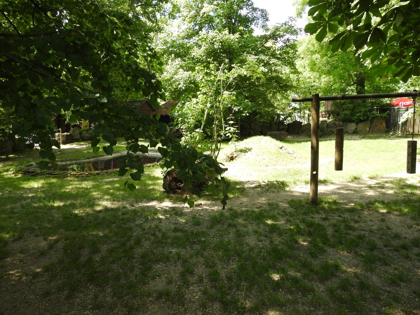 Malayan tapir exhibit