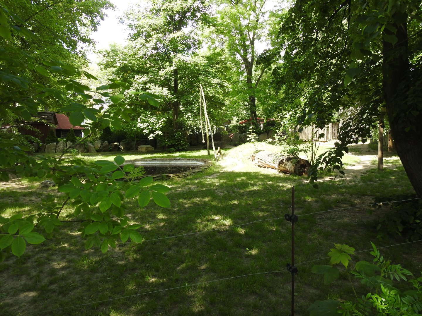 Malayan tapir exhibit