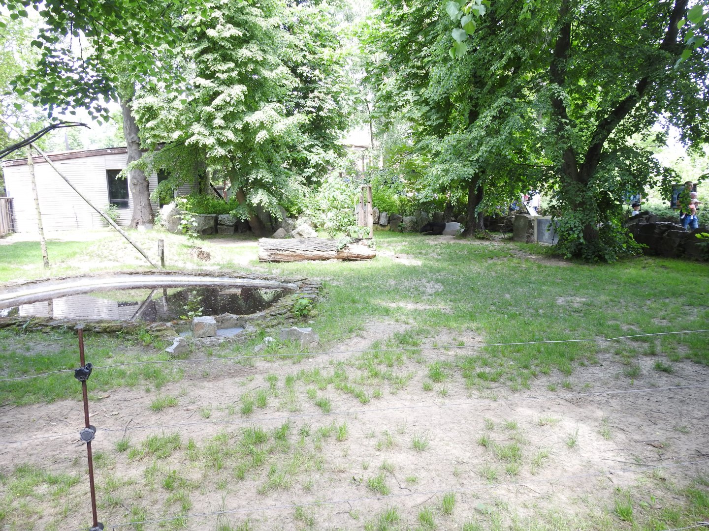 Malayan tapir exhibit