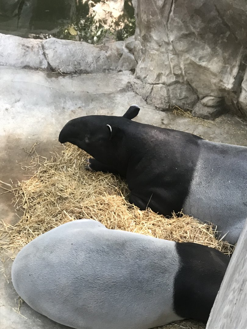 Malayan tapir exhibit