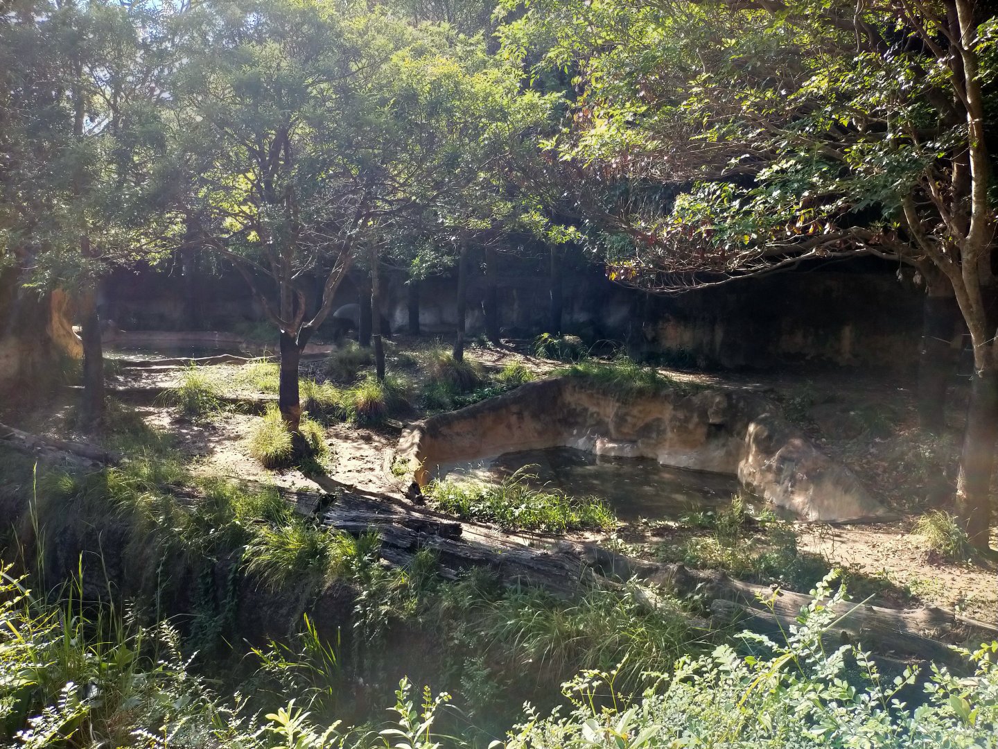 Malayan tapir exhibit