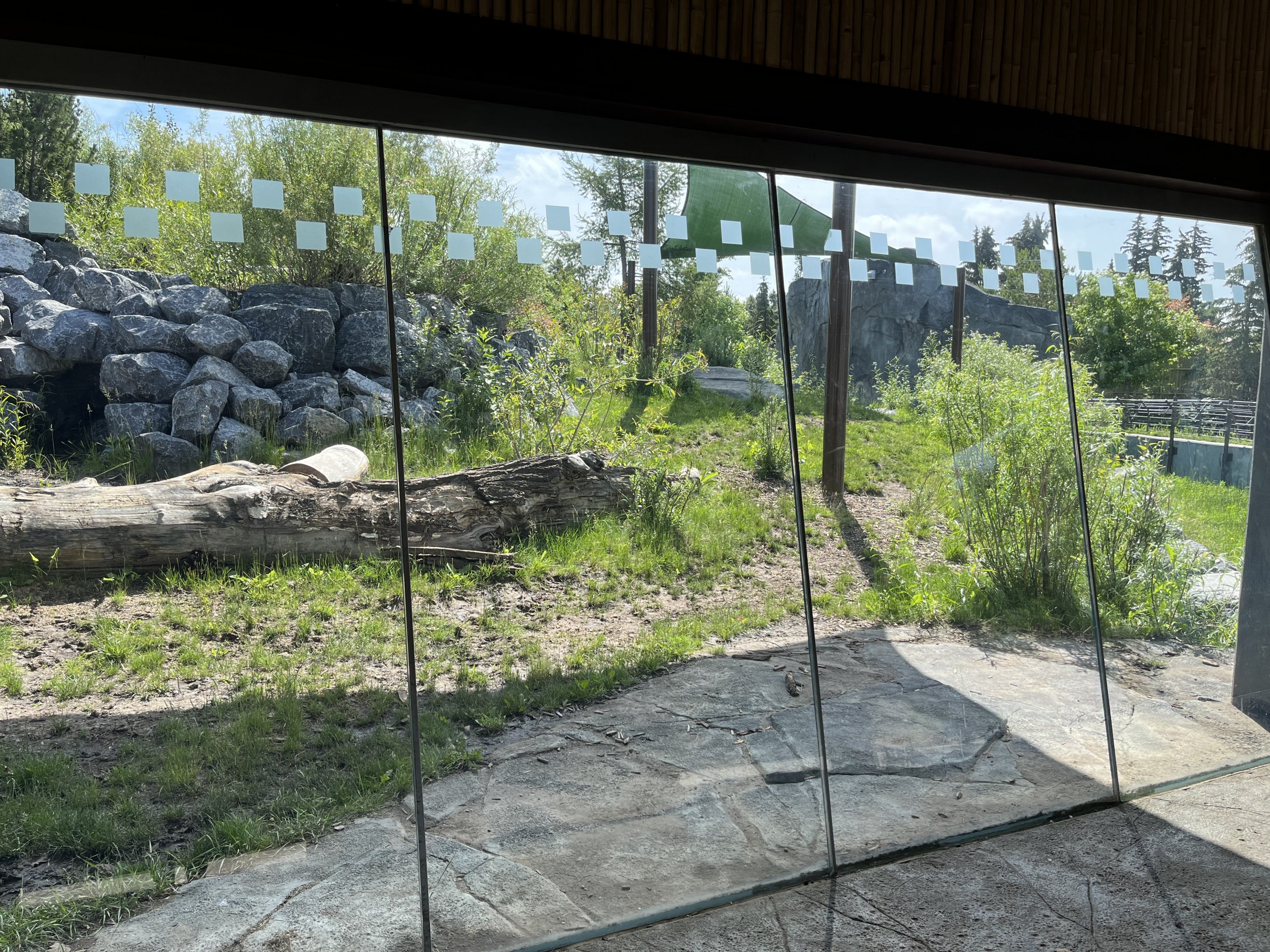 Malayan Tapir Exhibit