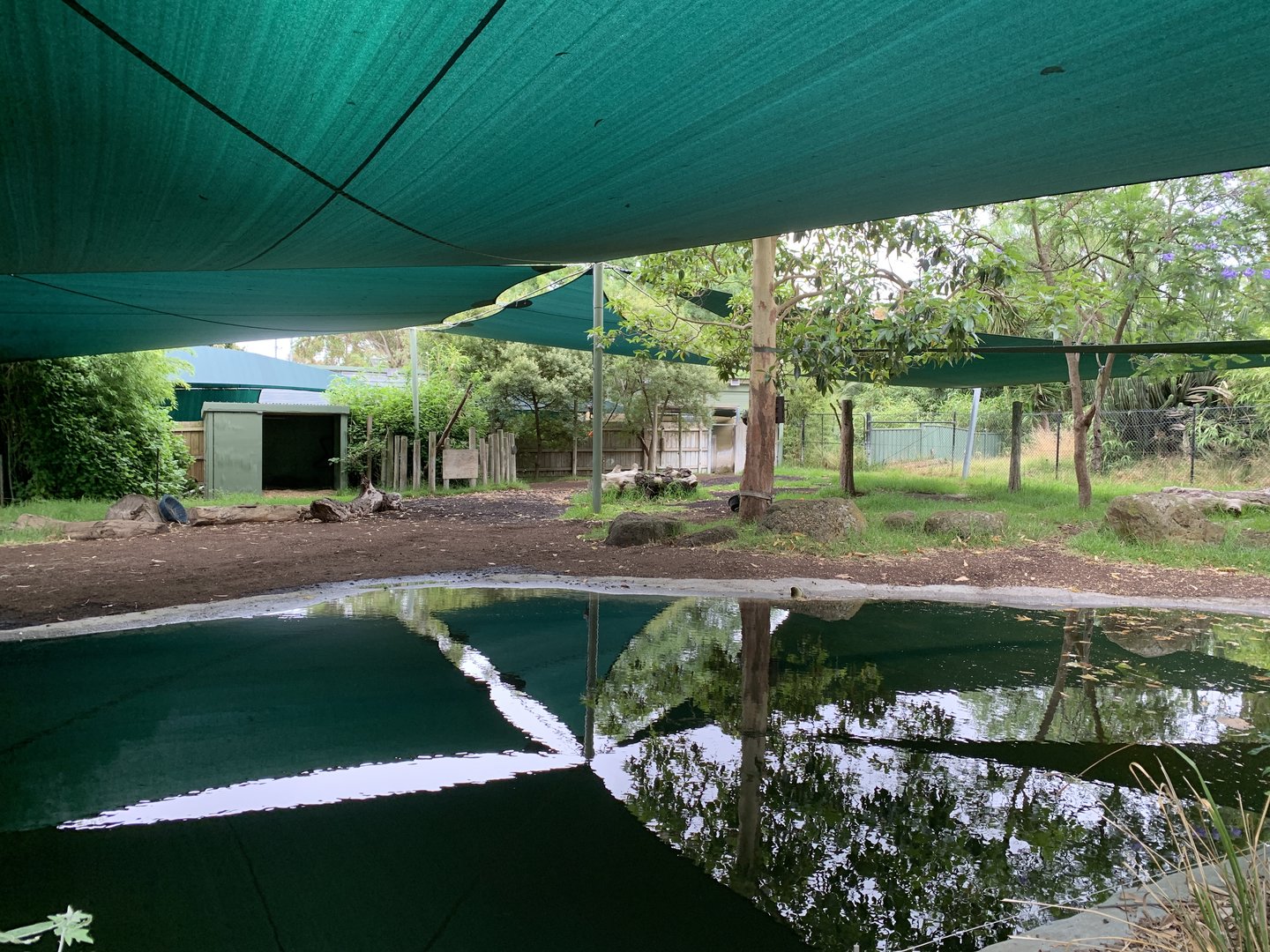 Malayan Tapir Exhibit