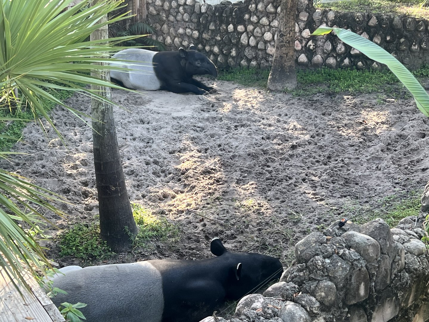Malayan Tapir Exhibit