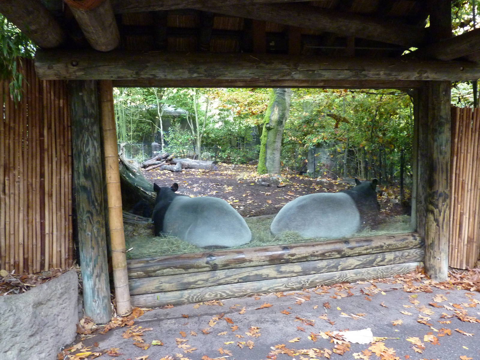 Malayan Tapir Exhibit