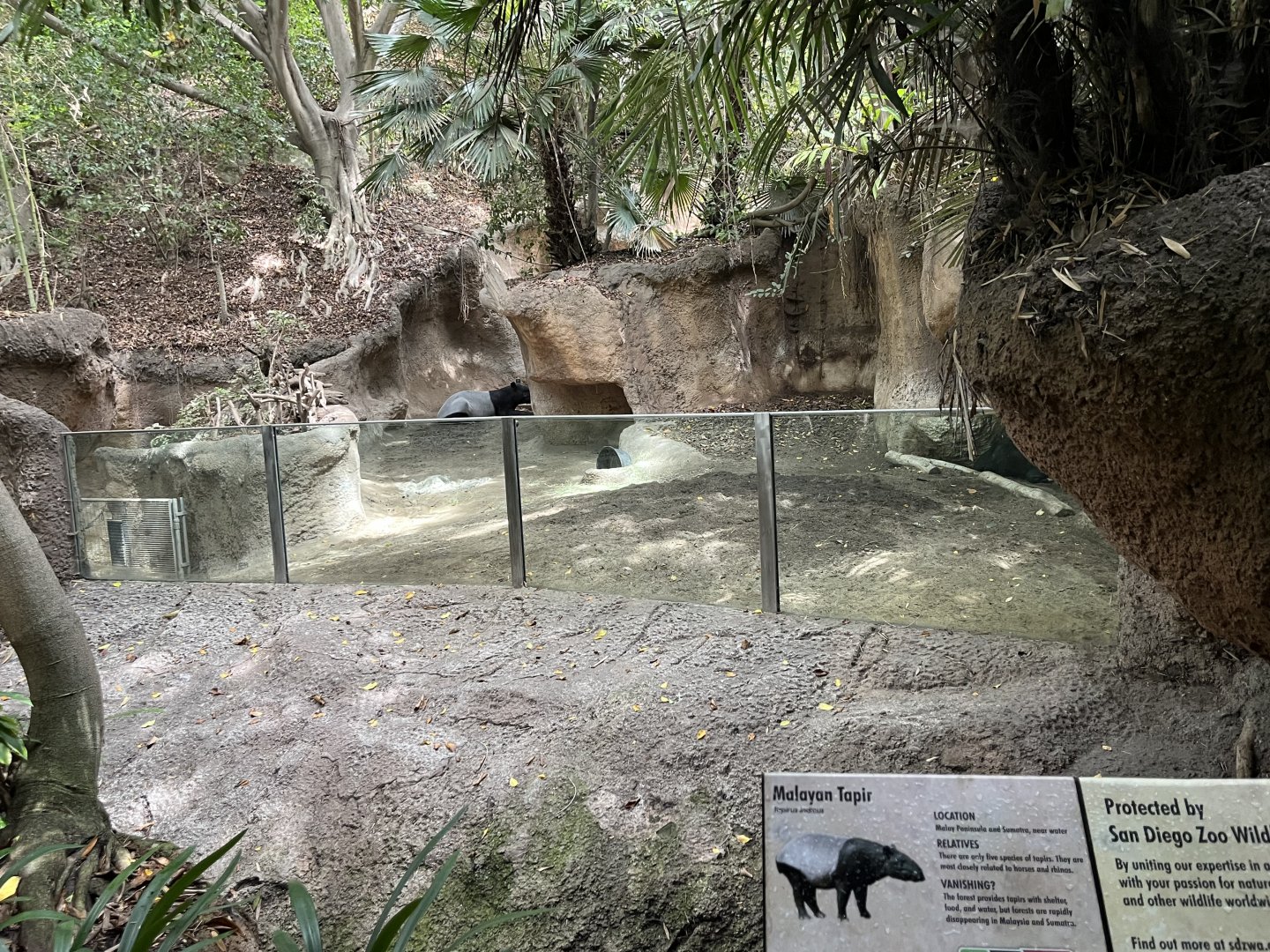 Malayan Tapir Exhibit