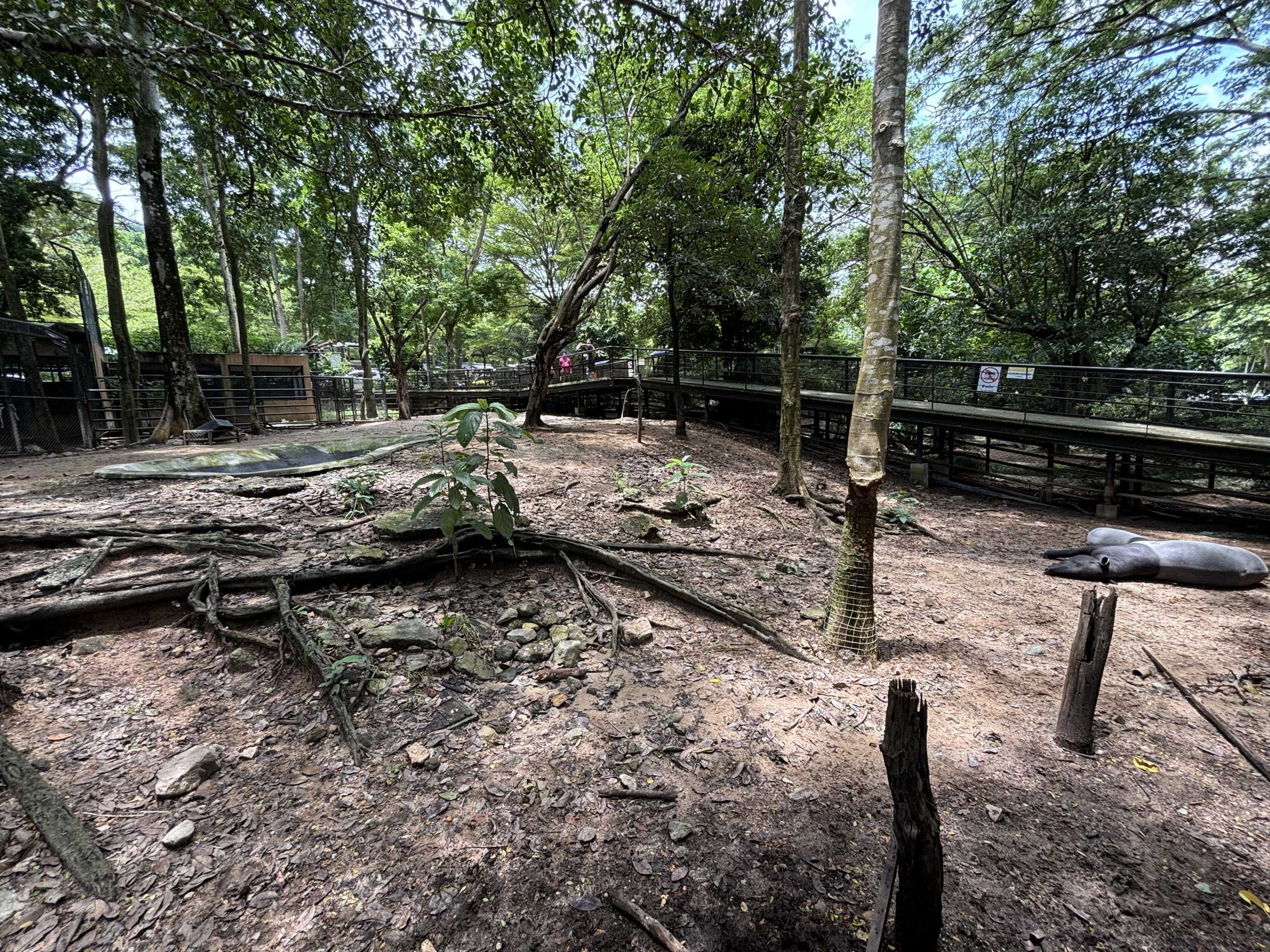 Malayan Tapir Exhibit