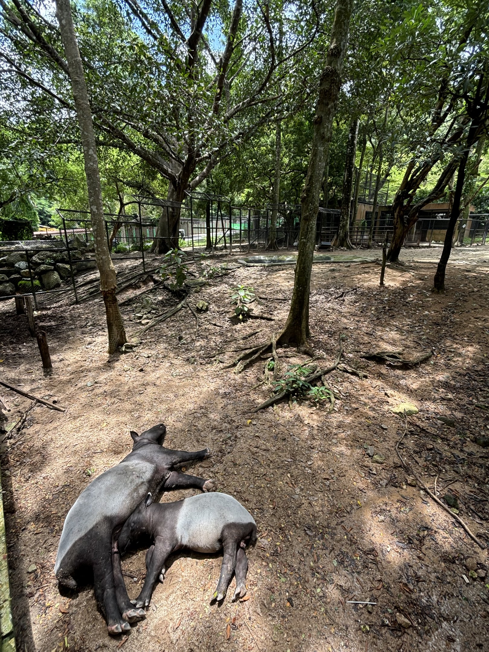 Malayan Tapir Exhibit