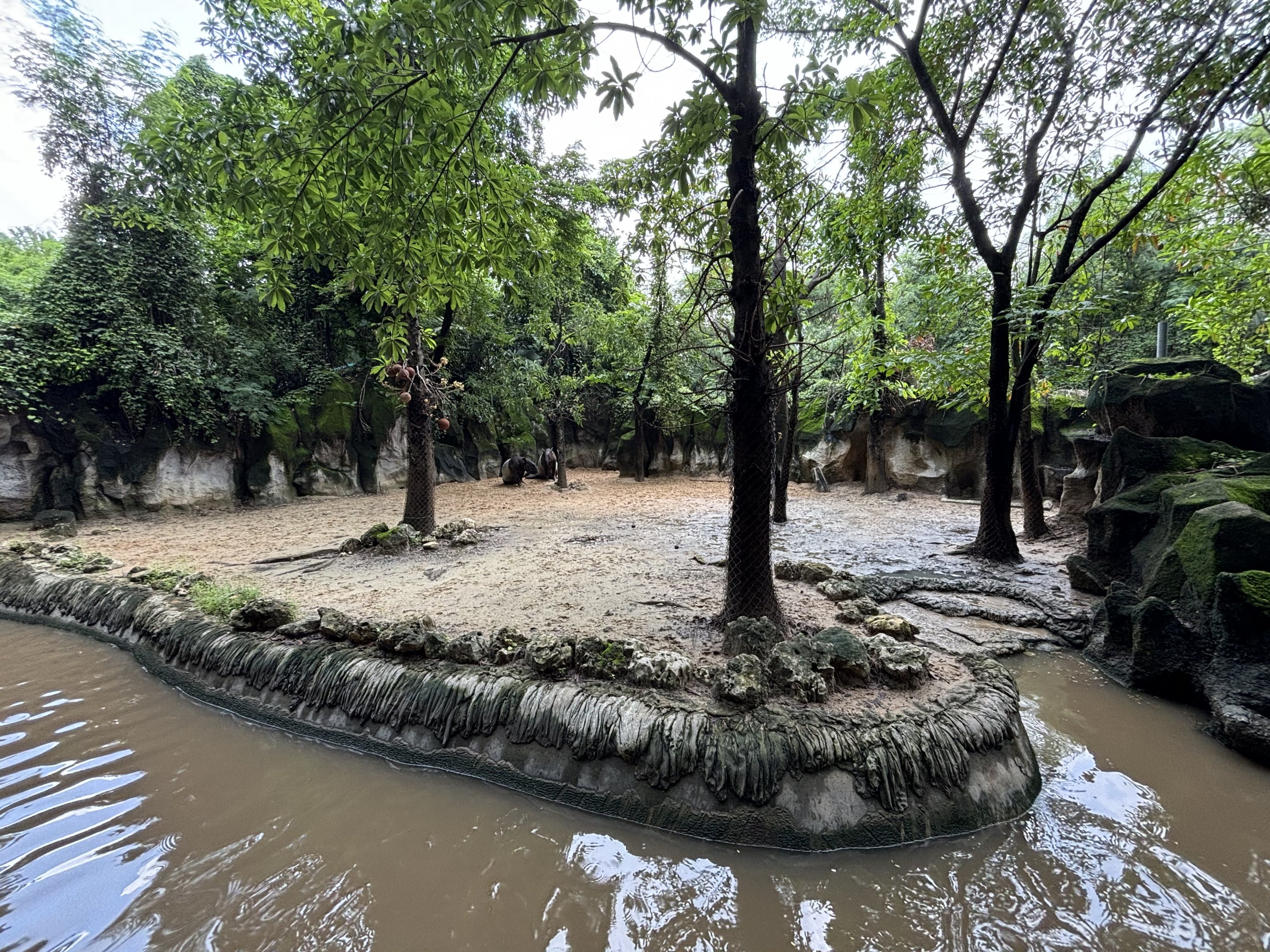 Malayan Tapir Exhibit