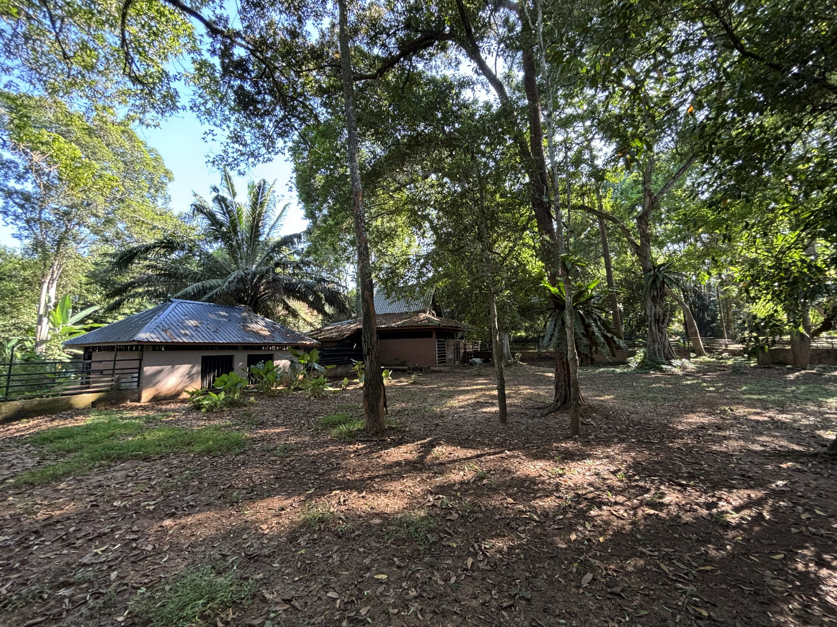Malayan Tapir Exhibit