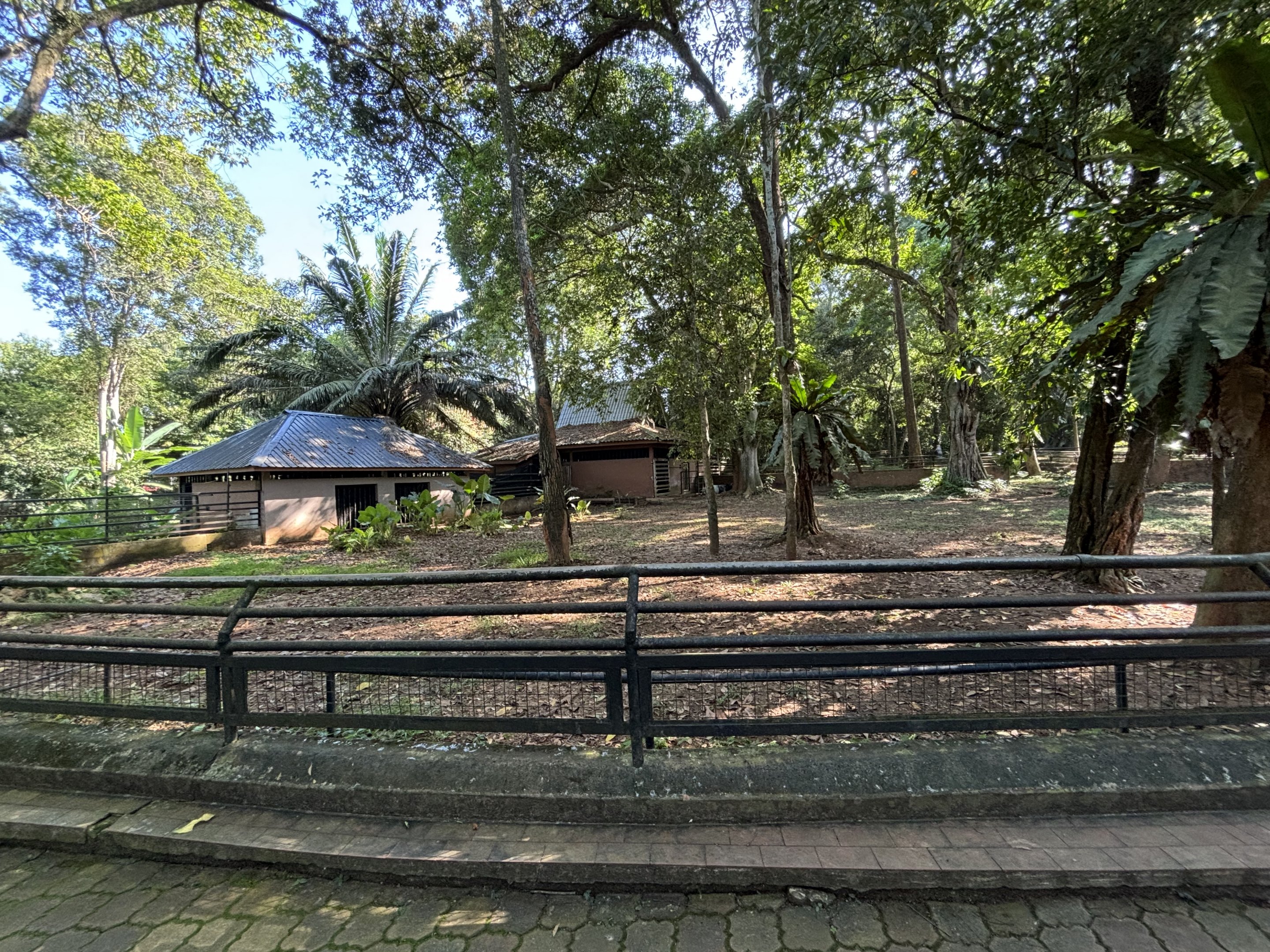 Malayan Tapir Exhibit