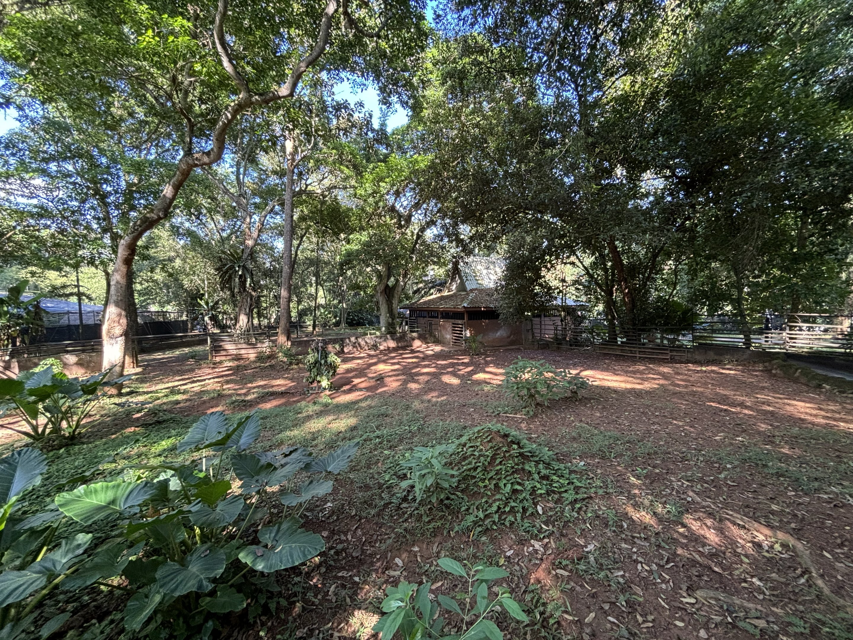 Malayan Tapir Exhibit