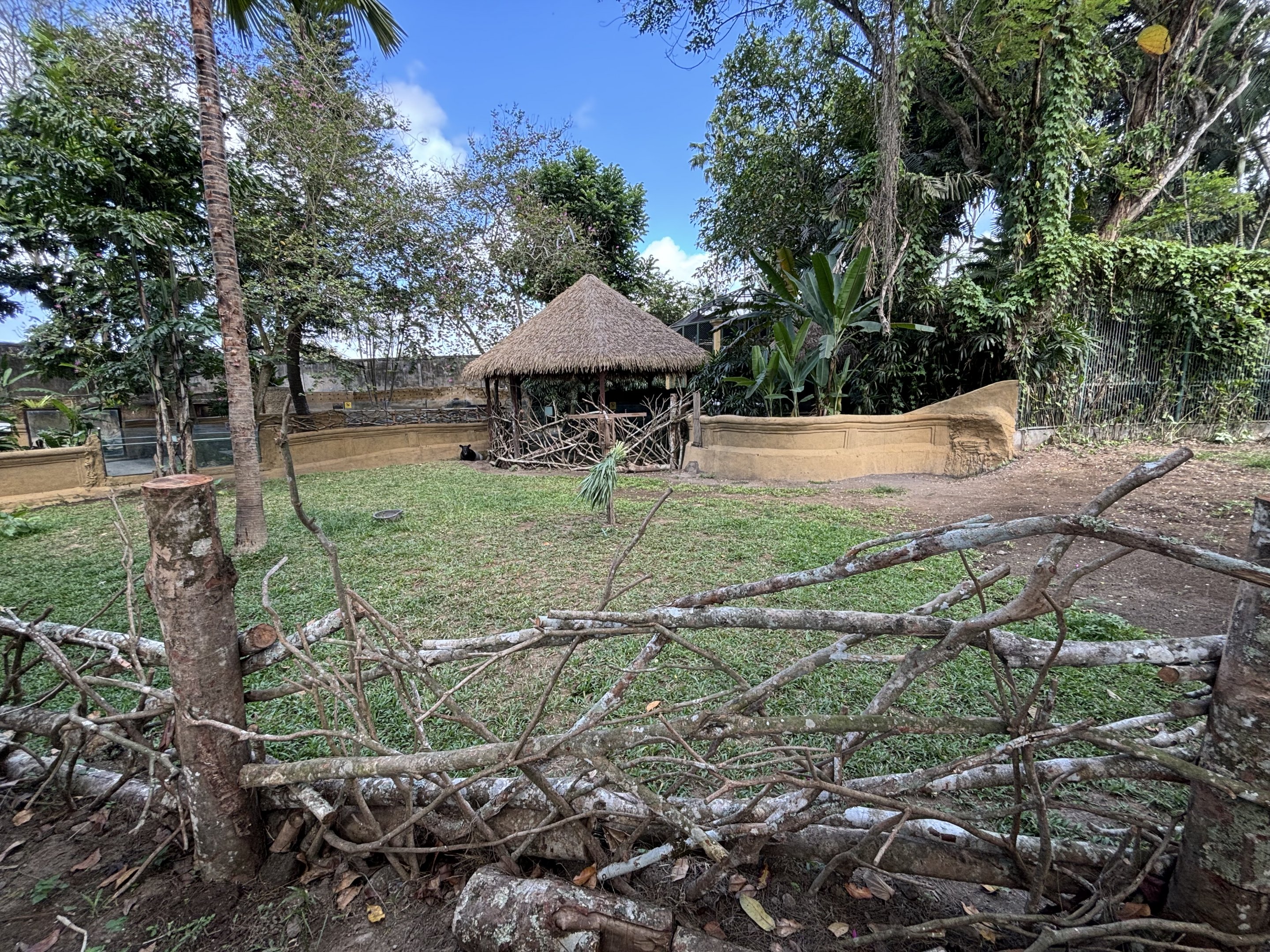 Malayan Tapir Exhibit