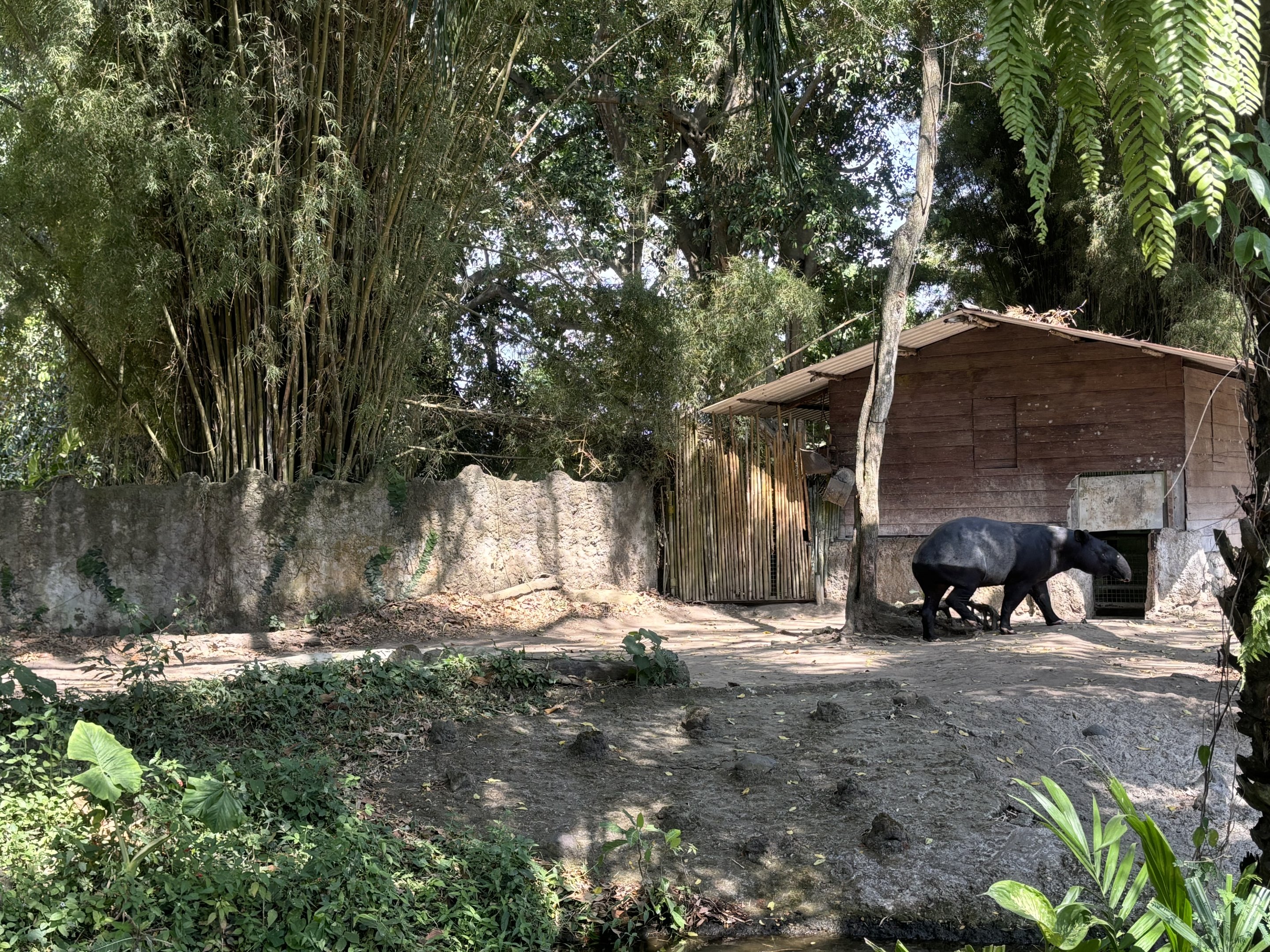 Malayan Tapir Exhibit