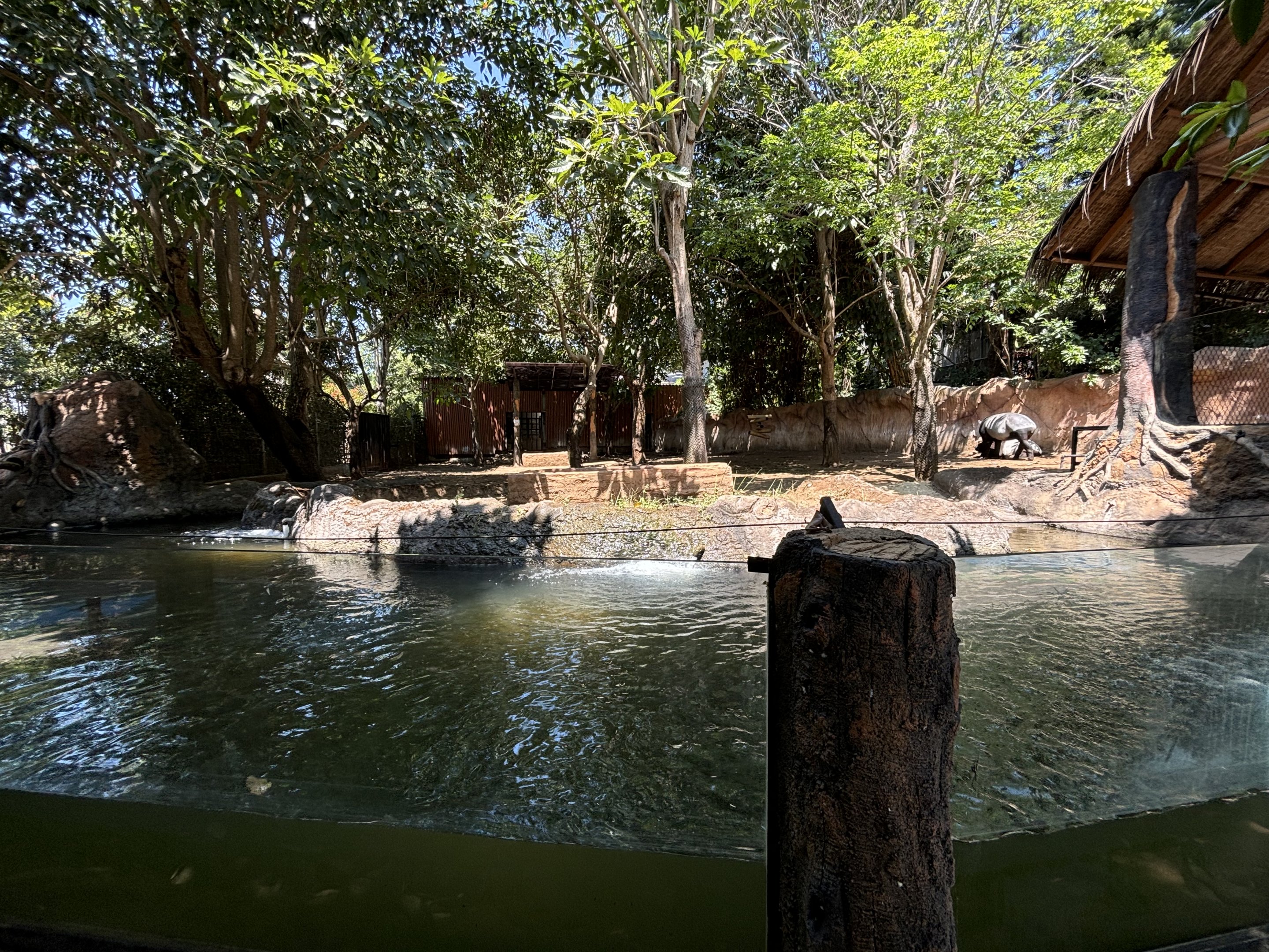 Malayan Tapir Exhibit