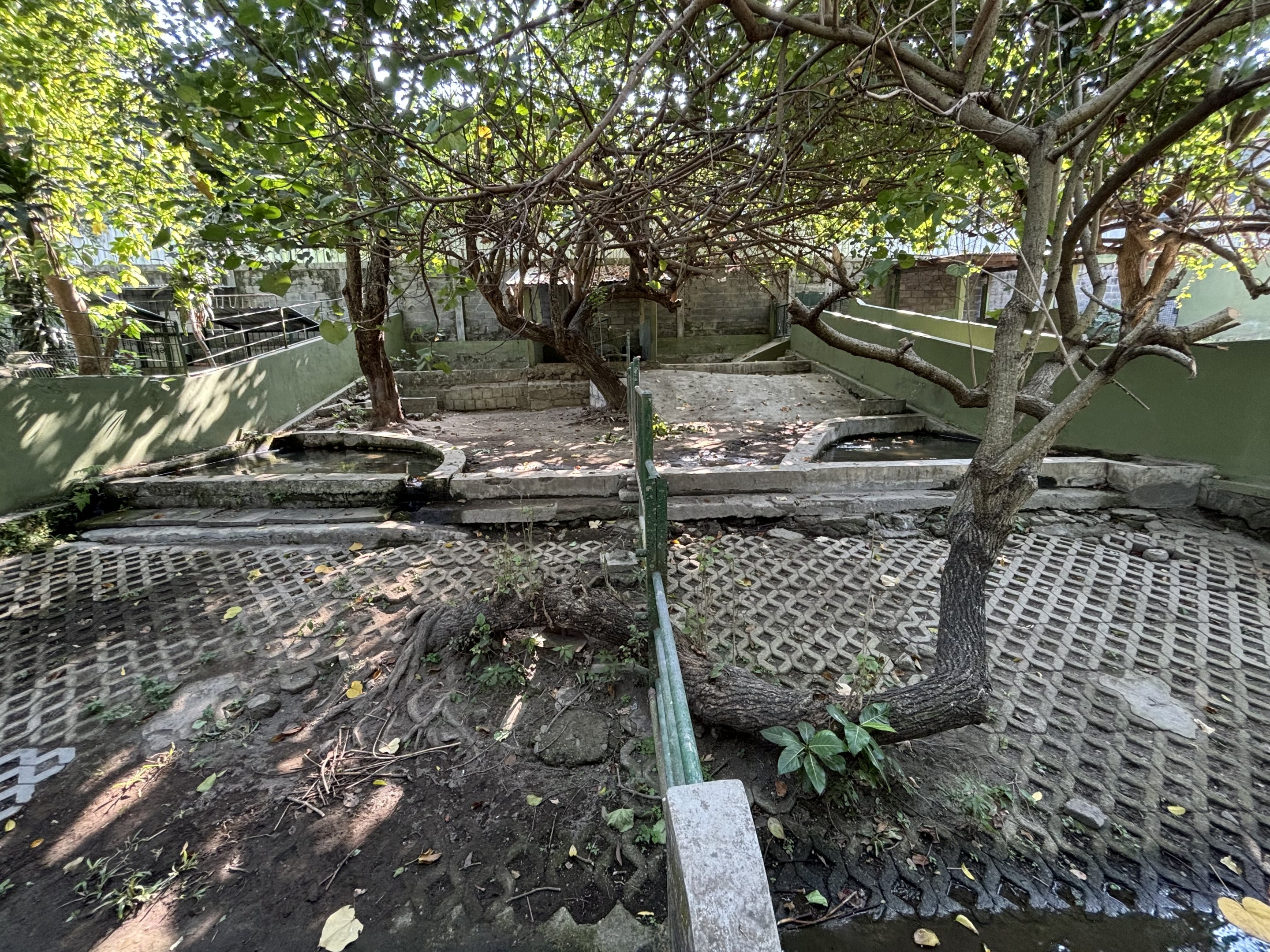 Malayan Tapir Exhibit