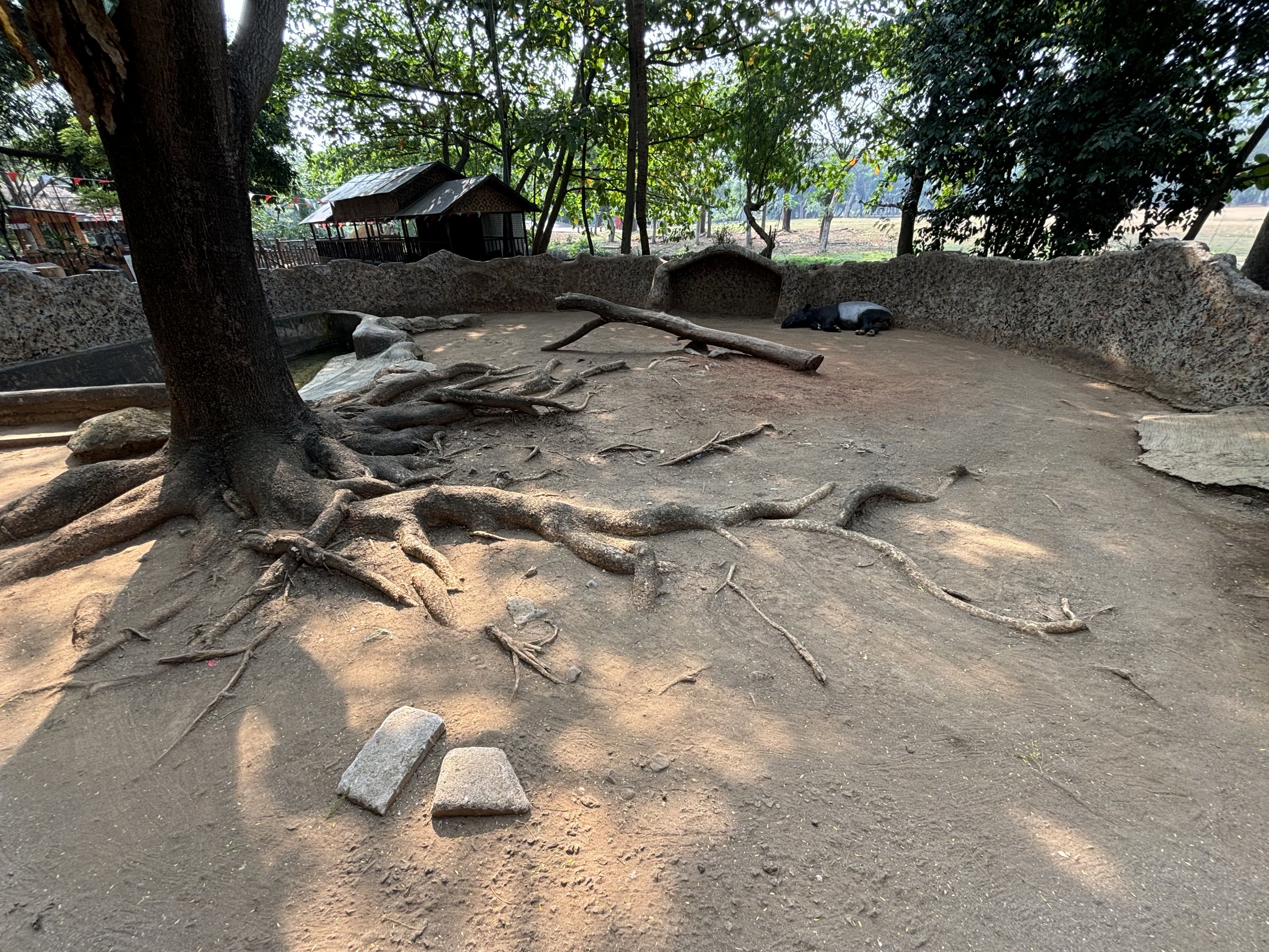 Malayan Tapir Exhibit