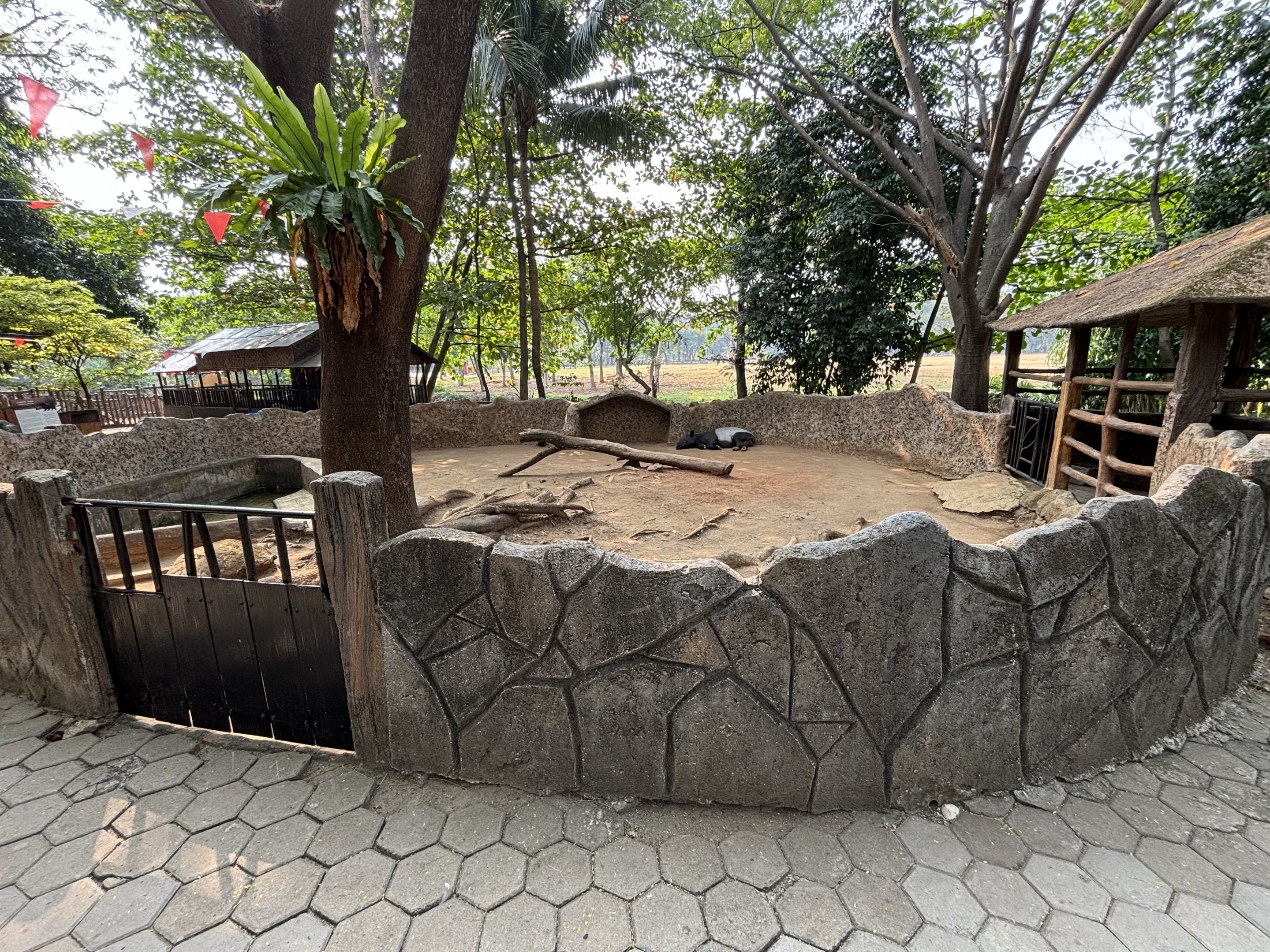 Malayan Tapir Exhibit