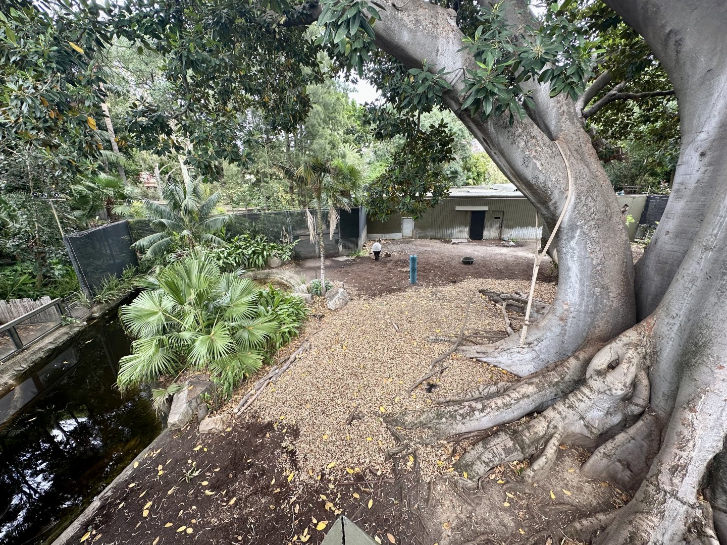 Malayan Tapir Exhibit