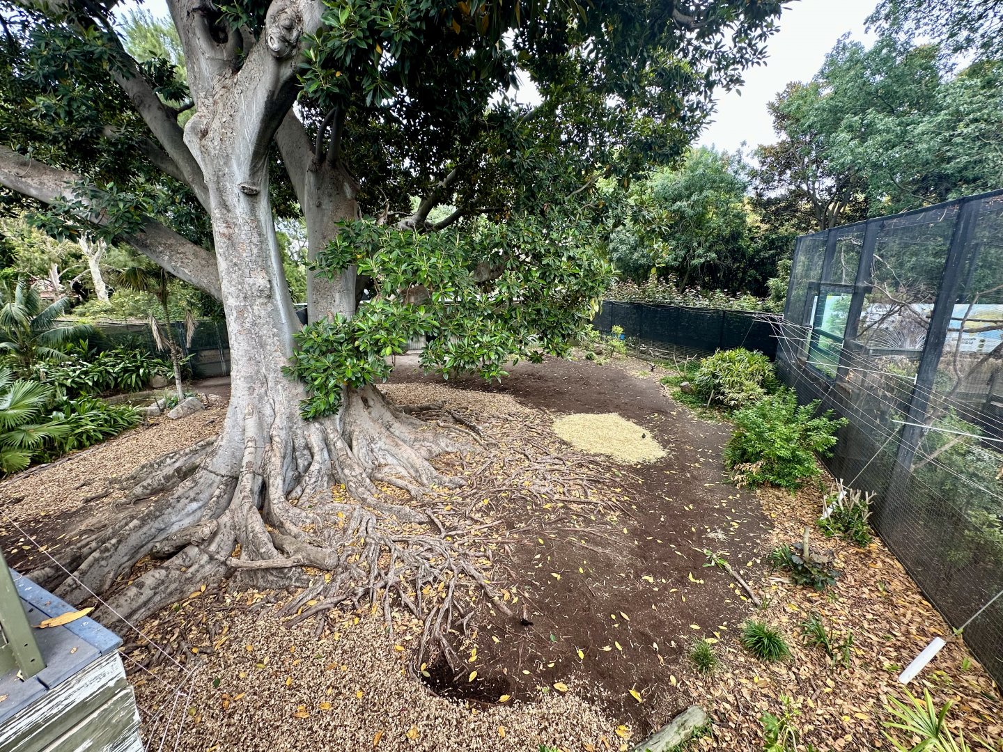 Malayan Tapir Exhibit