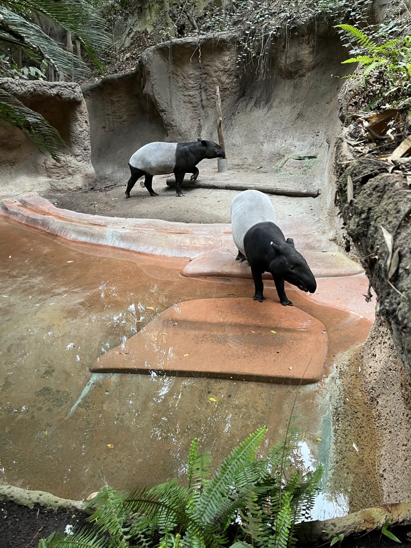 Malayan tapir exhibit