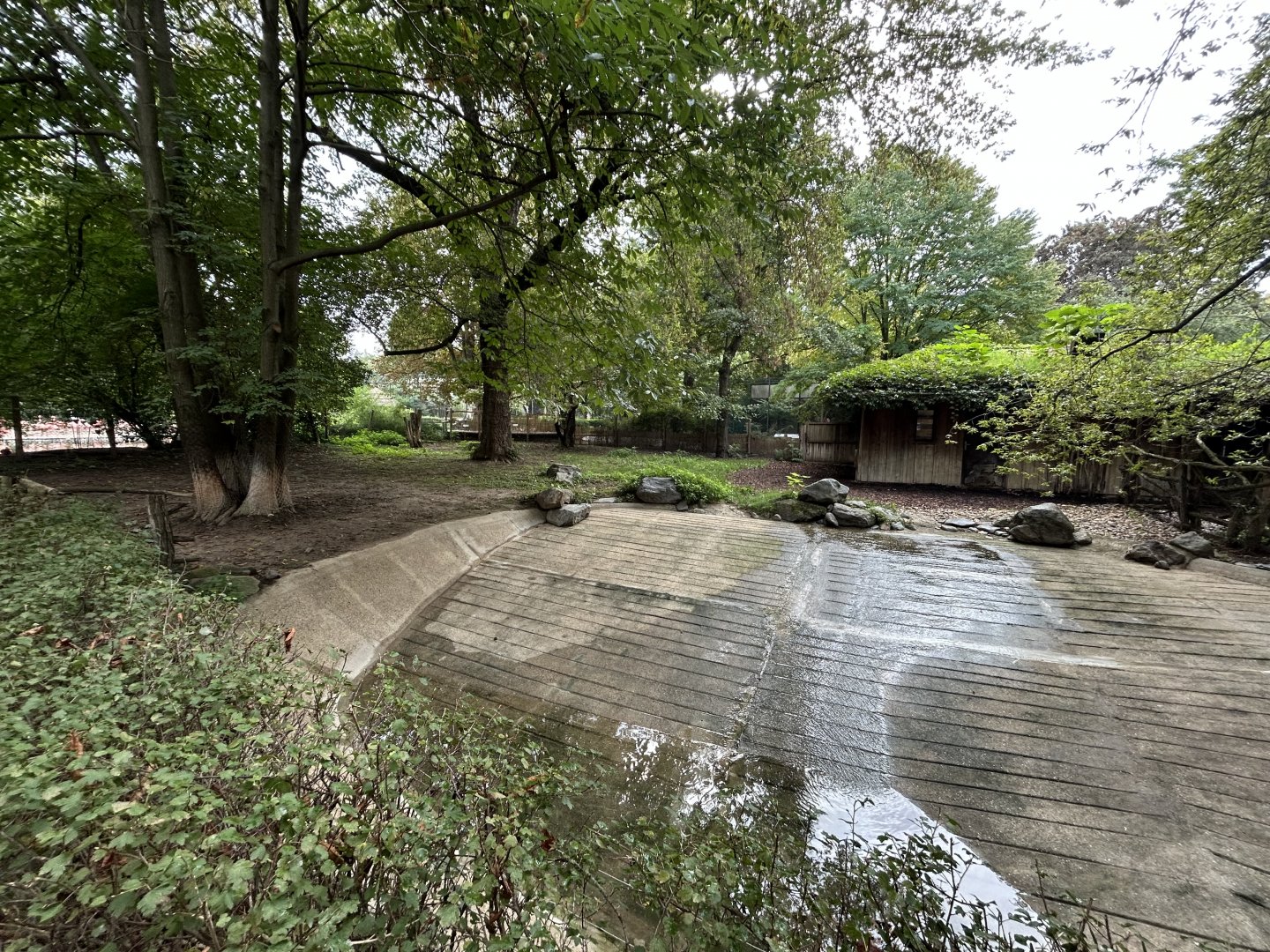 Malayan Tapir Exhibit