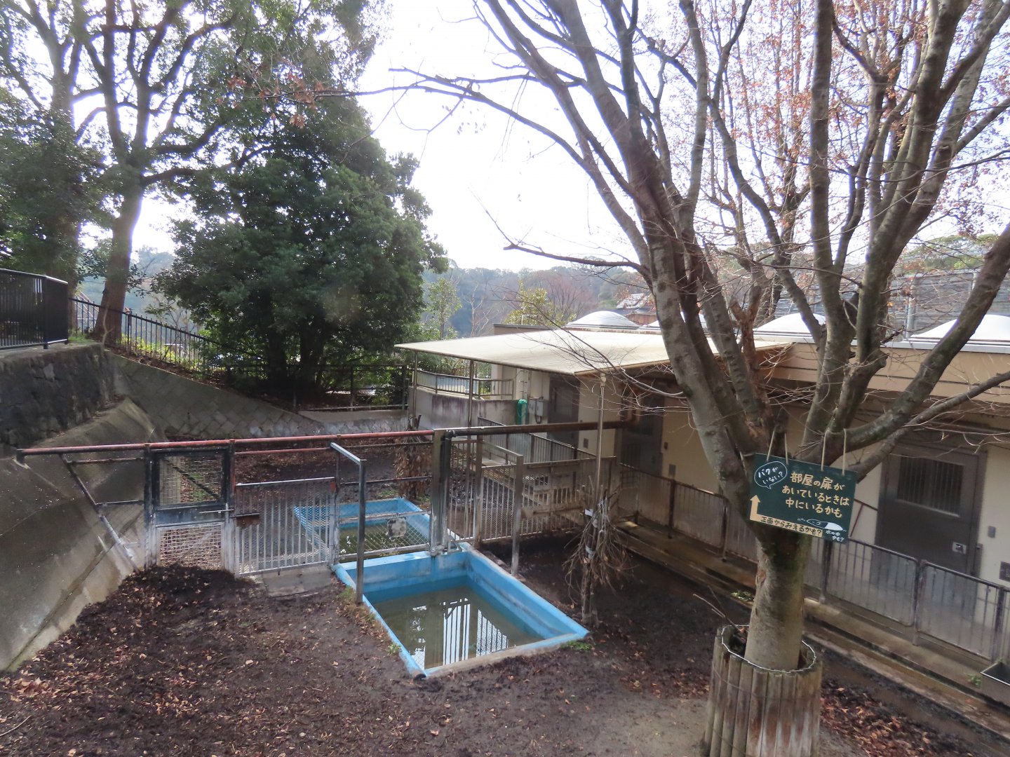 Malayan tapir exhibits
