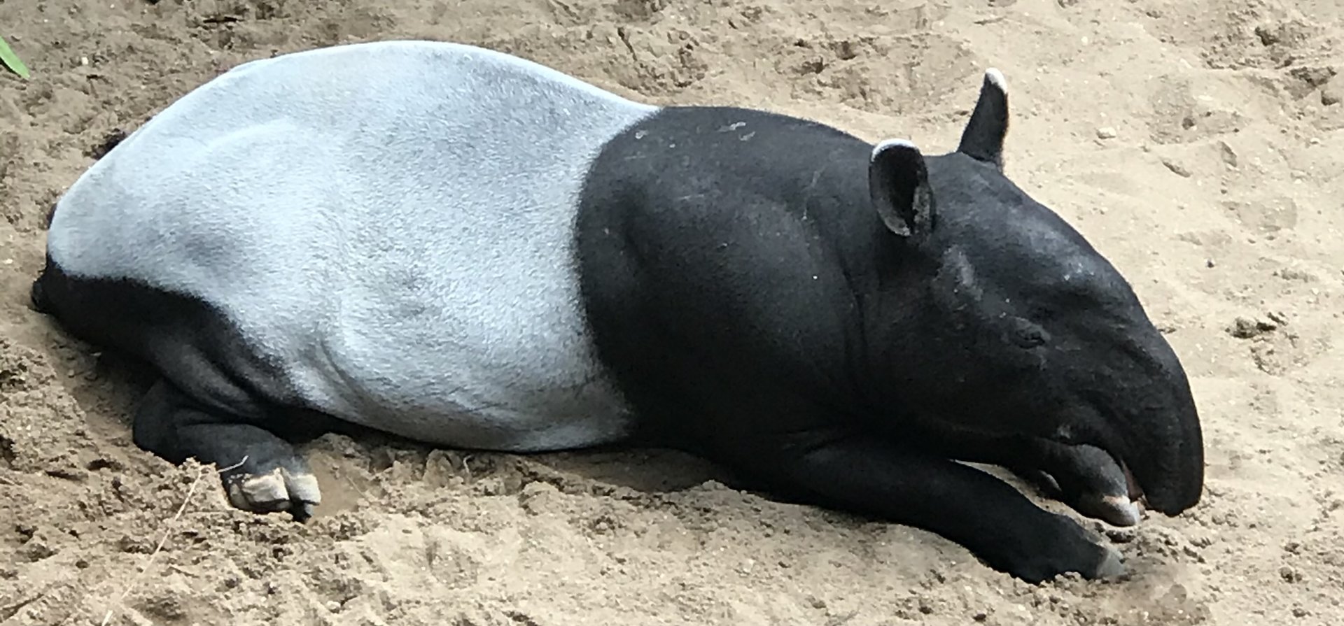 Malayan Tapir from JungleWorld