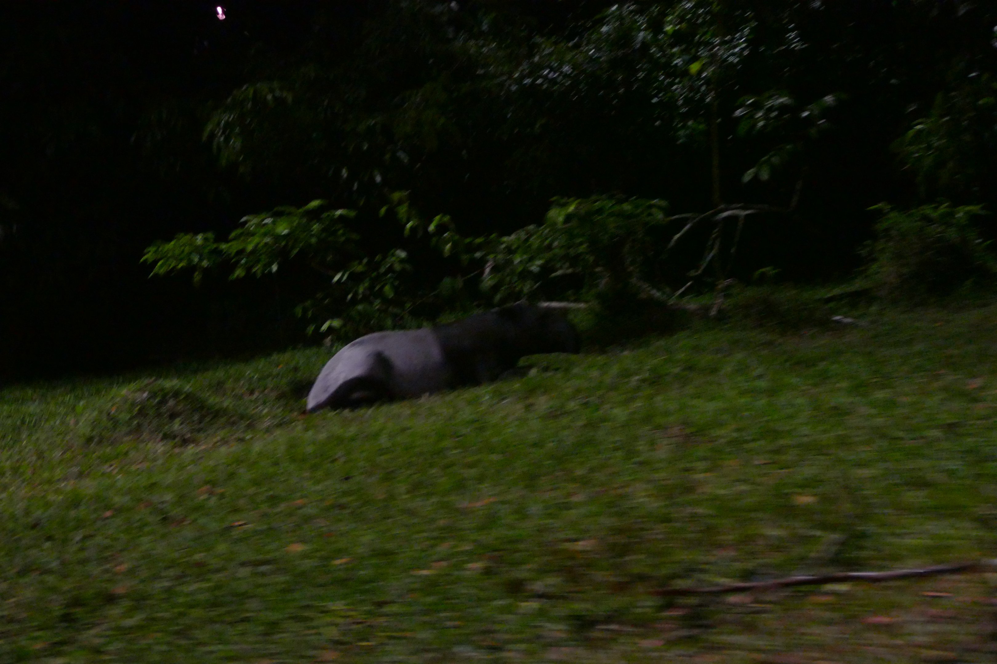 Malayan Tapir from the tram