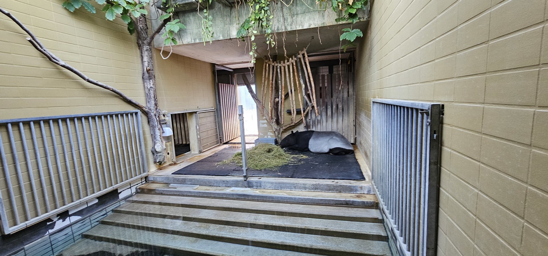 Malayan tapir house