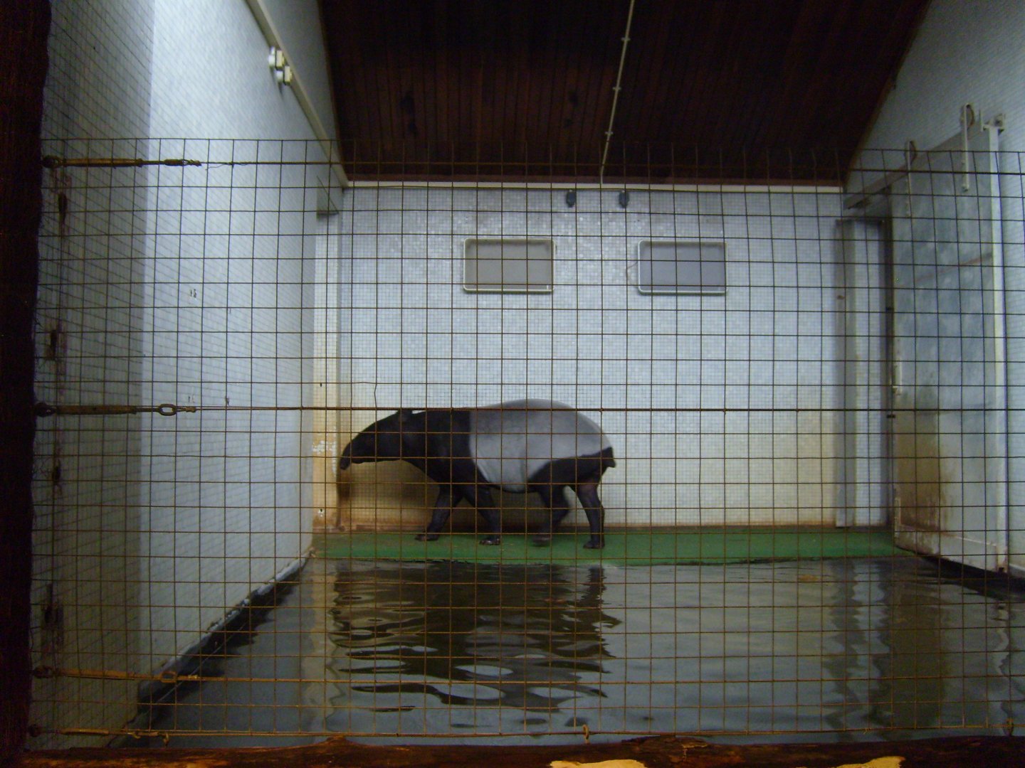 Malayan Tapir in Cotton Terraces