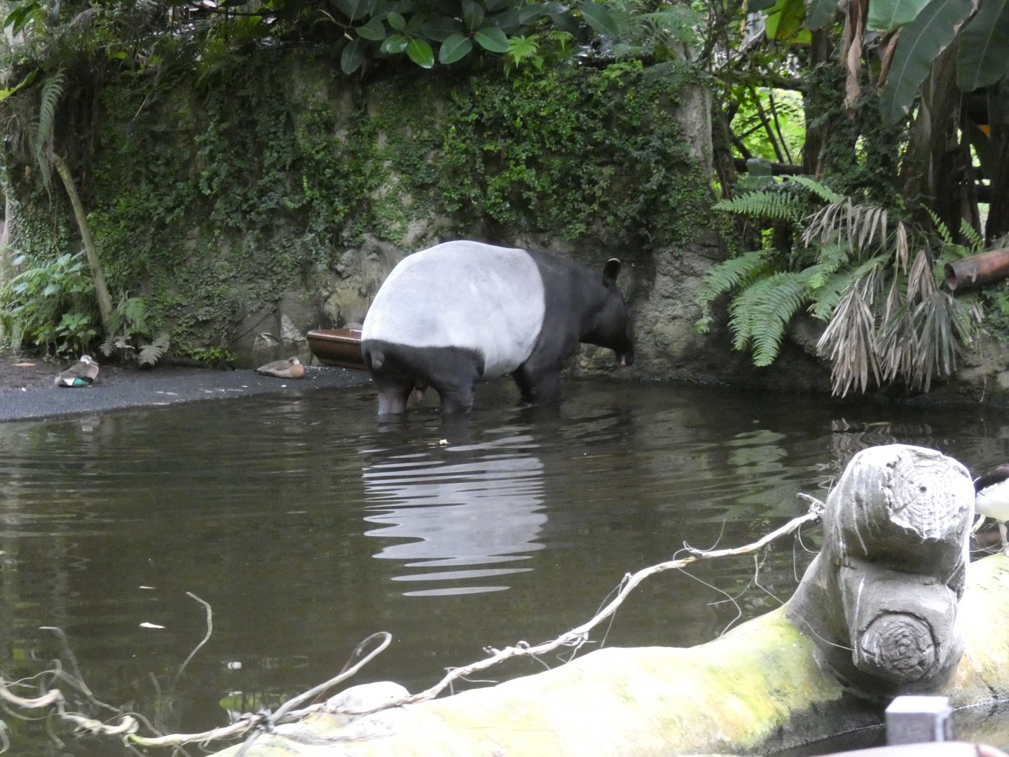 Malayan Tapir in Gondwanaland