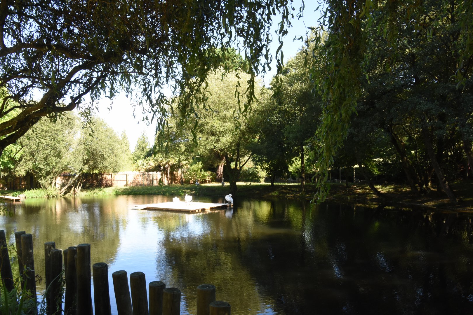 Malayan Tapir, Indian Muntjac & Dalmatian Pelican enclosure