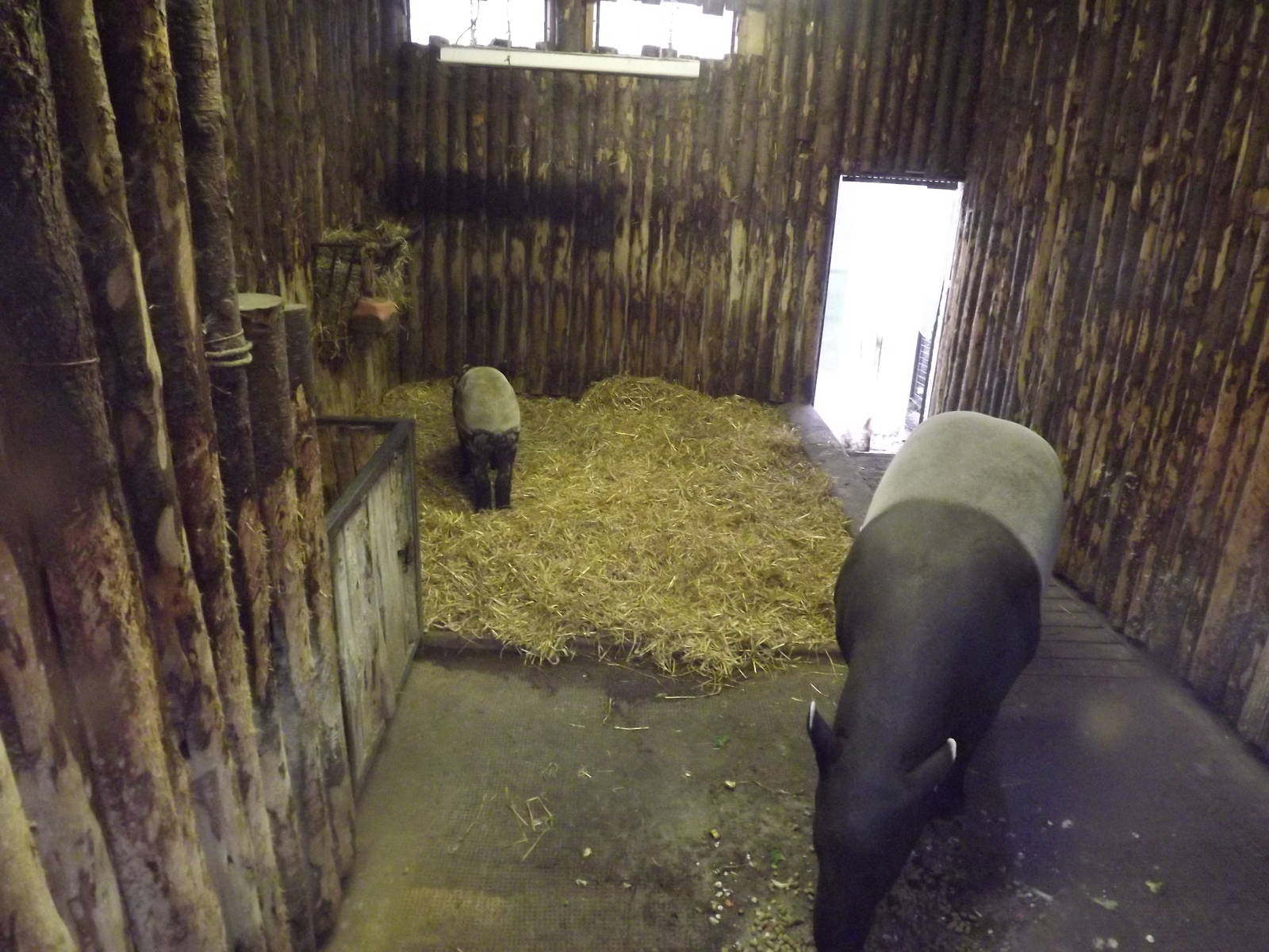 Malayan tapir indoor area at Edinburgh Zoo 28/12/11