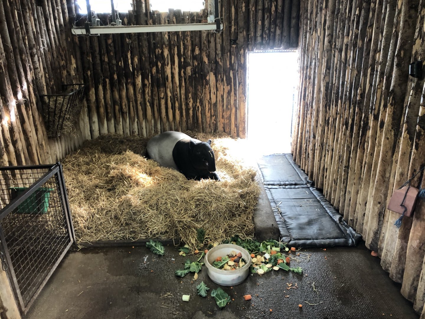 Malayan Tapir Indoor Enclosure at Edinburgh Zoo (2020)
