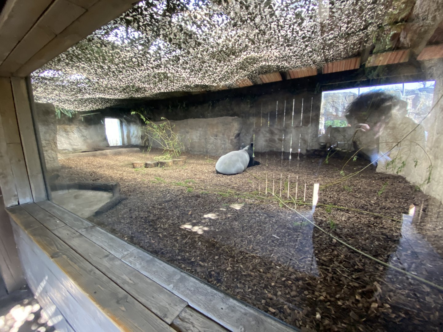Malayan tapir indoor enclosure