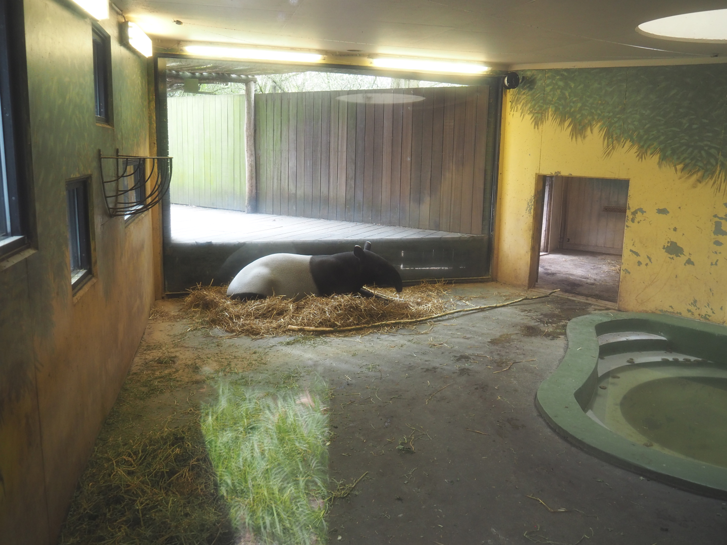 Malayan tapir indoor exhibit, 2022-03-16