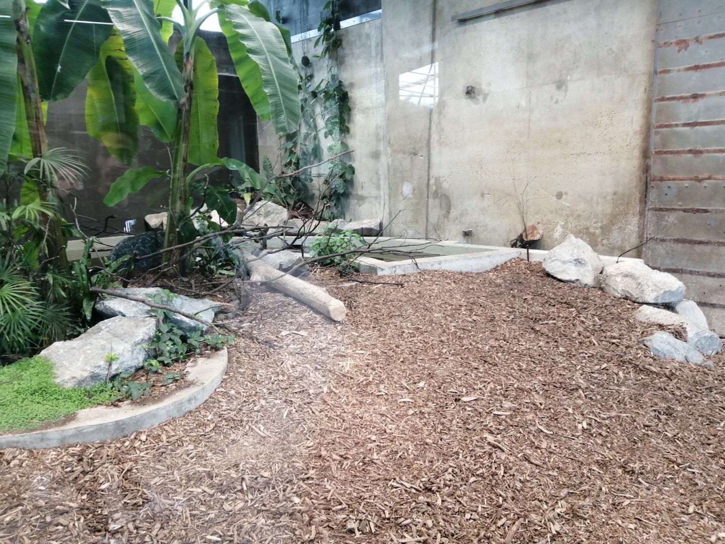 Malayan tapir indoor exhibit